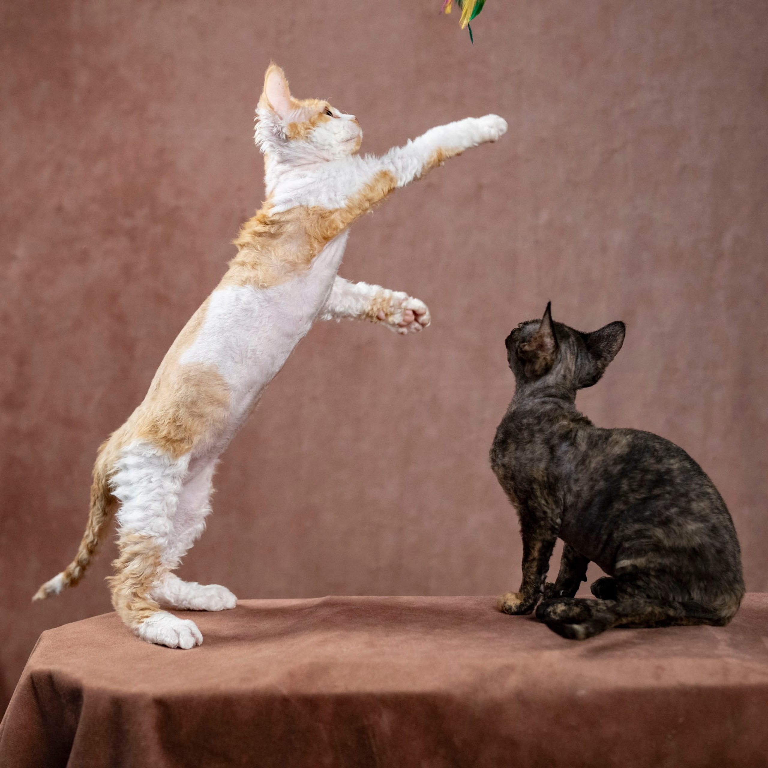 Coco, girl, born on 11.23.23, SOLD. Devon Rex Pixie Cattery