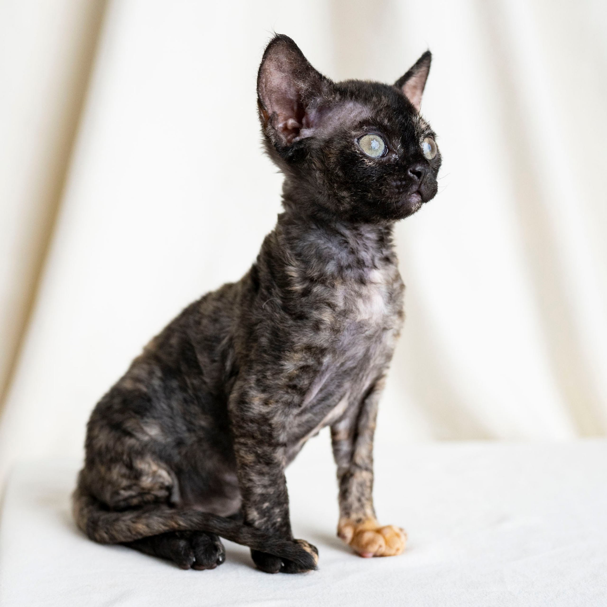 Coco, girl, born on 11.23.23, SOLD. Devon Rex Pixie Cattery