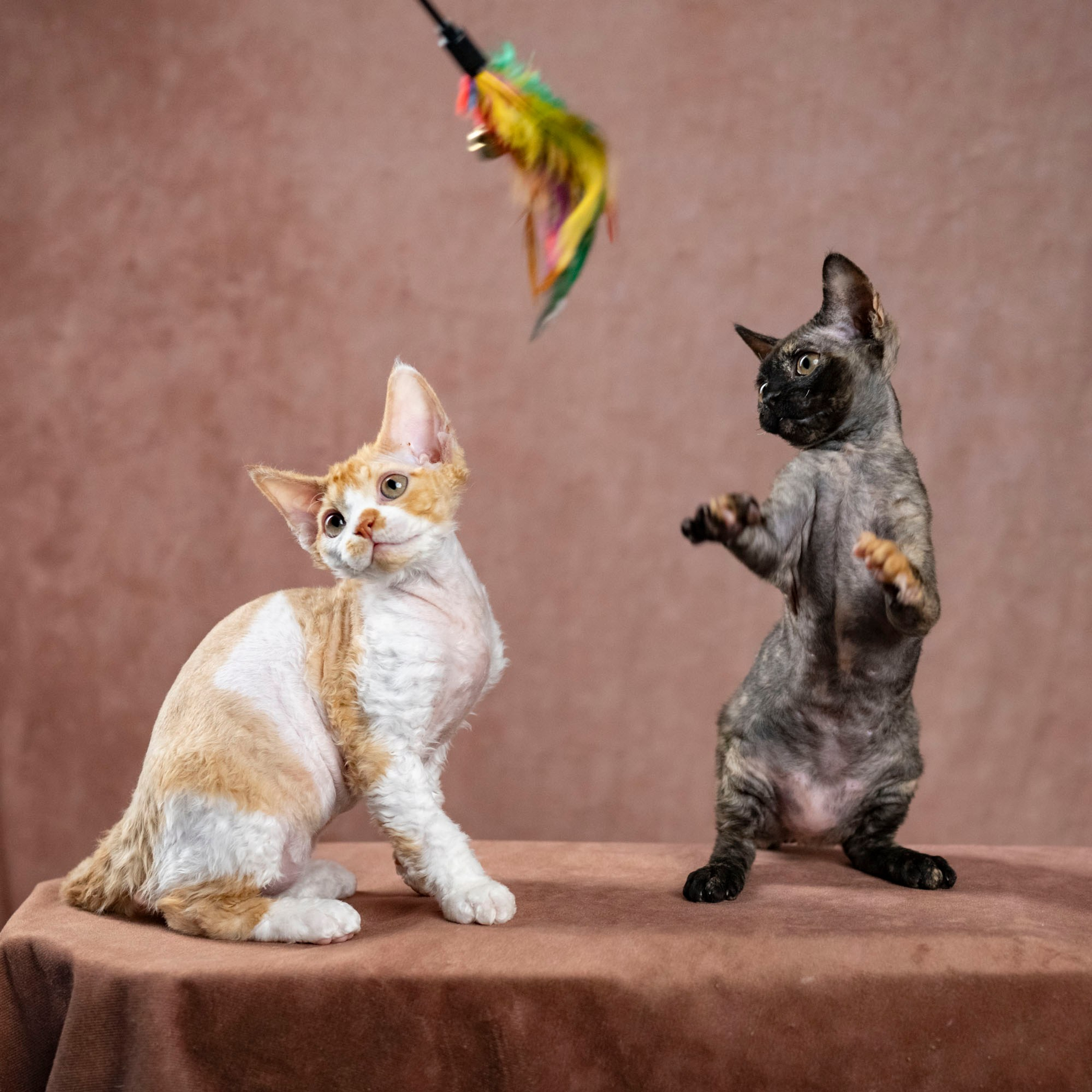 Coco, girl, born on 11.23.23, SOLD. Devon Rex Pixie Cattery