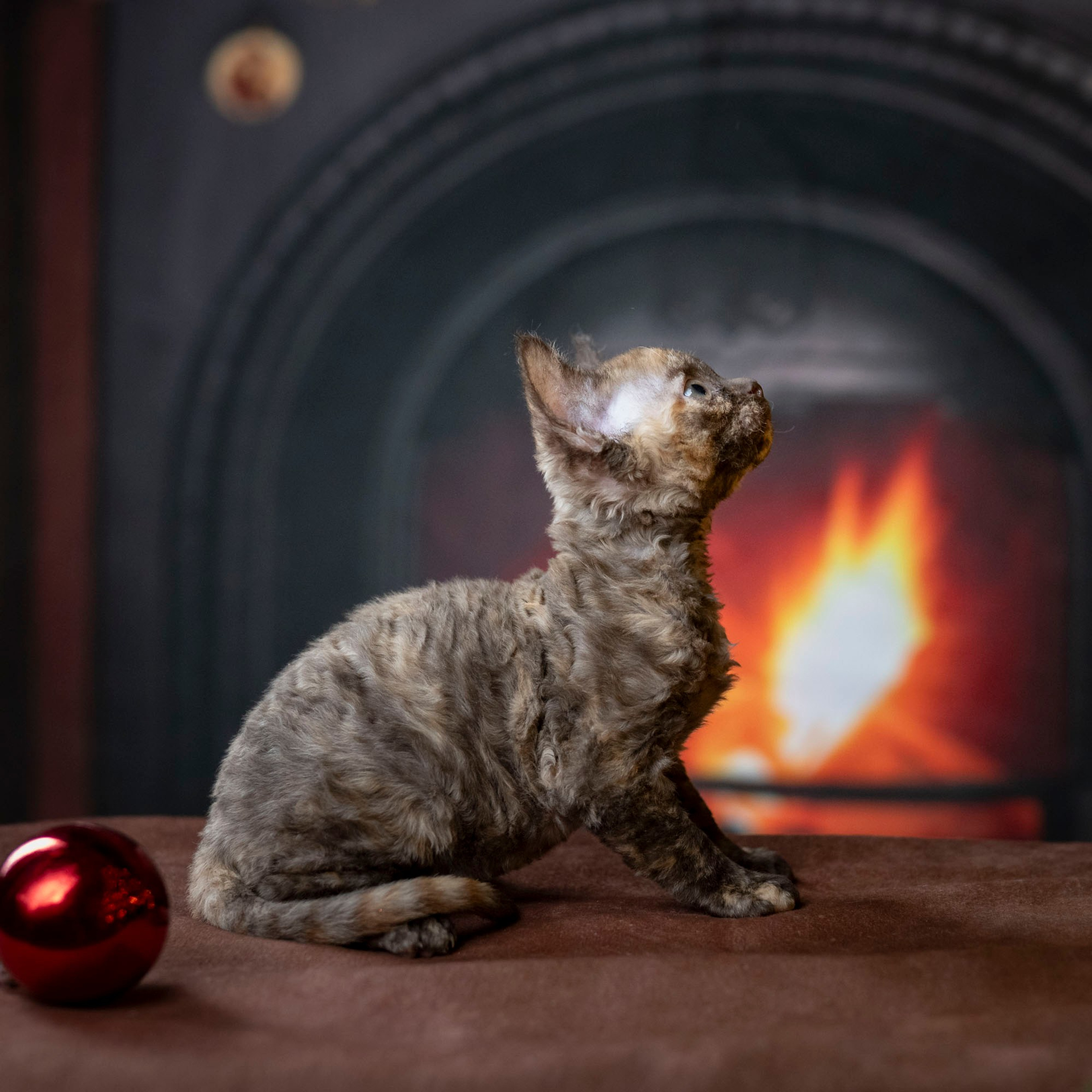 Cleo, girl, born on 11.23.23, SOLD. Devon Rex Pixie Cattery