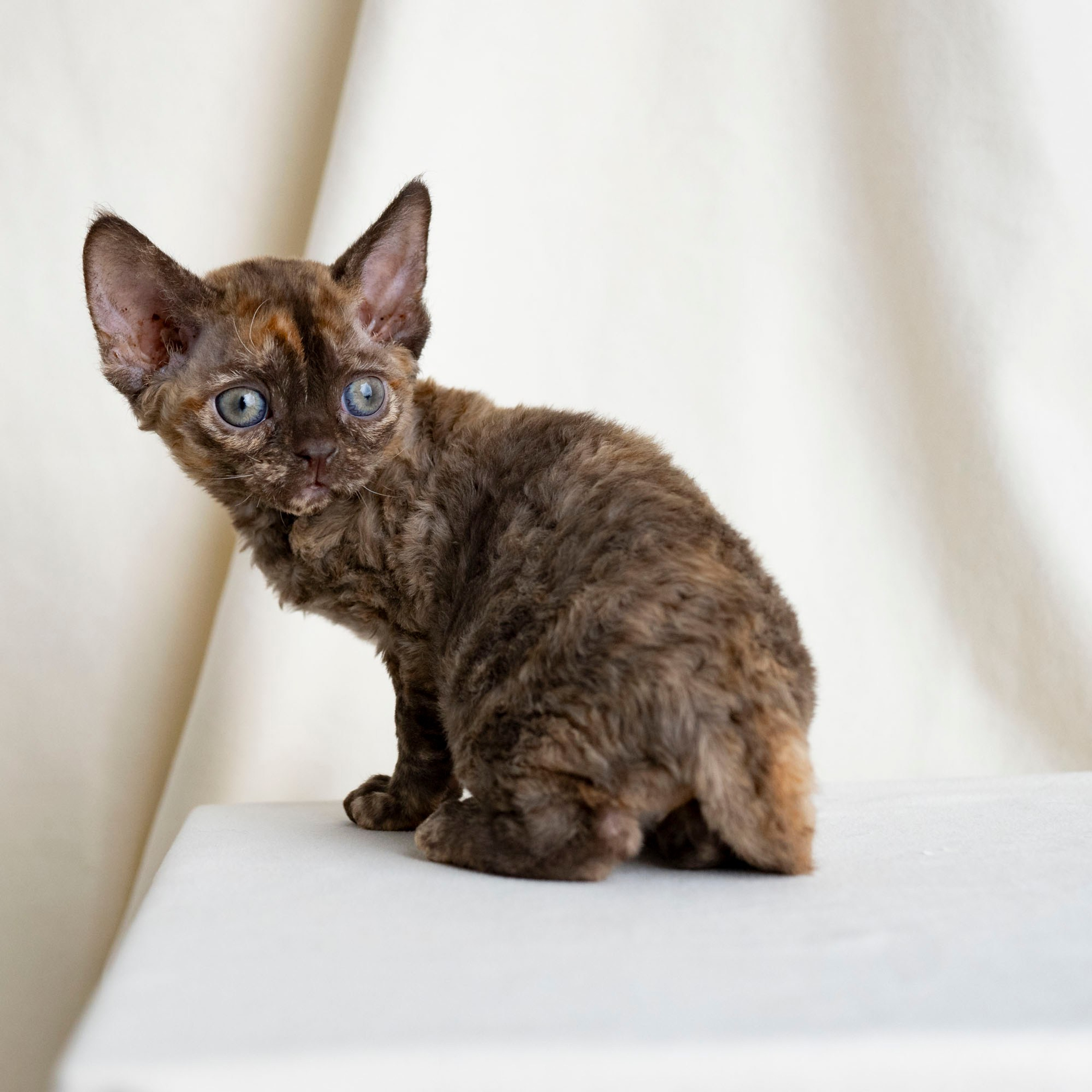 Cleo, girl, born on 11.23.23, SOLD. Devon Rex Pixie Cattery
