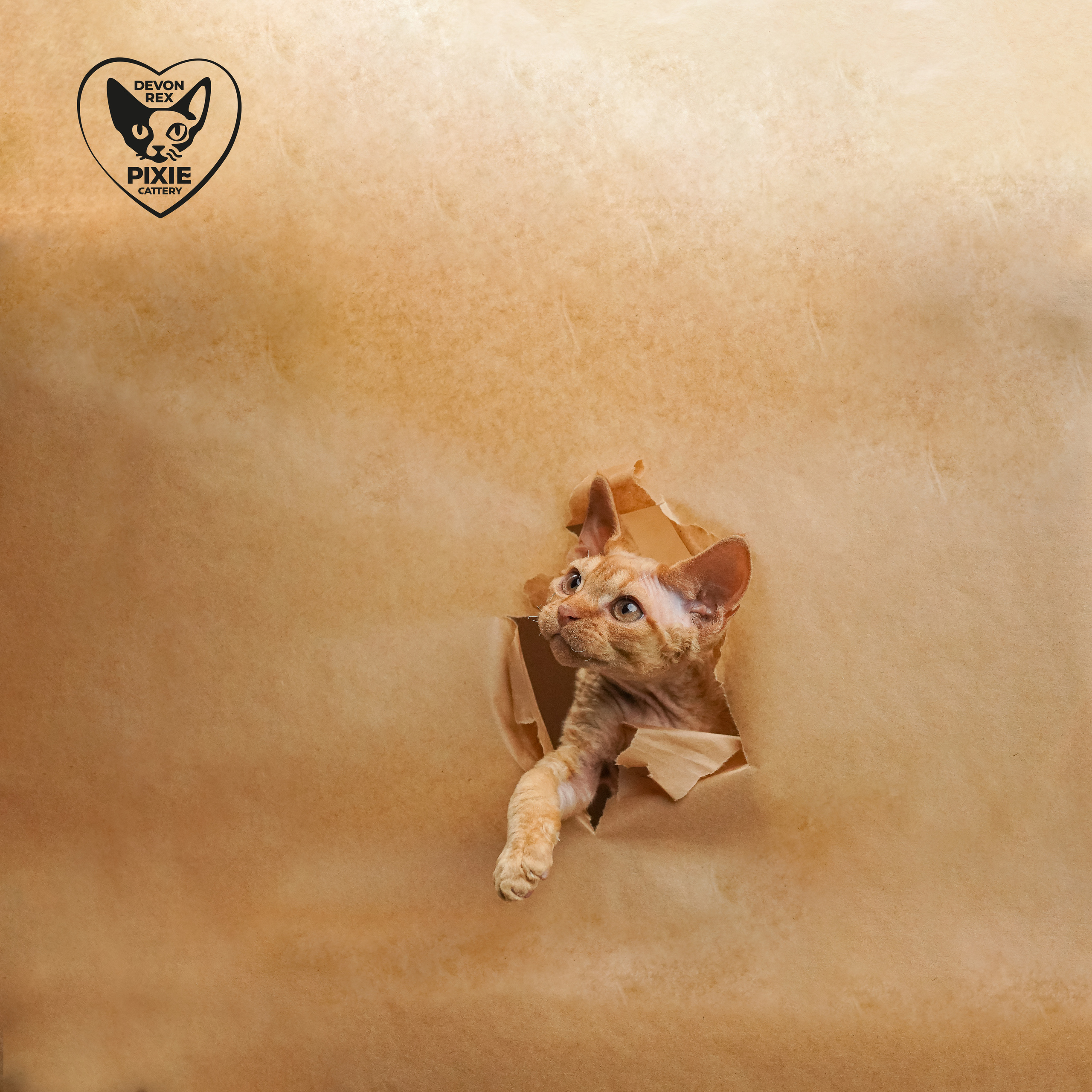 Boop, Boy, born on 02.01.23, SOLD. Devon Rex Pixie Cattery