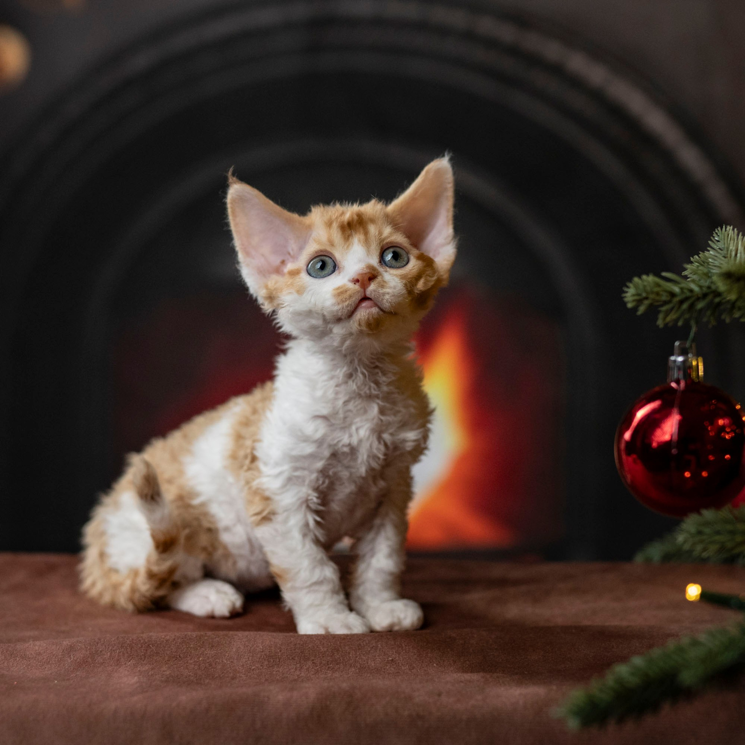 Chester, boy,  born on 11.23.23, SOLD. Devon Rex Pixie Cattery