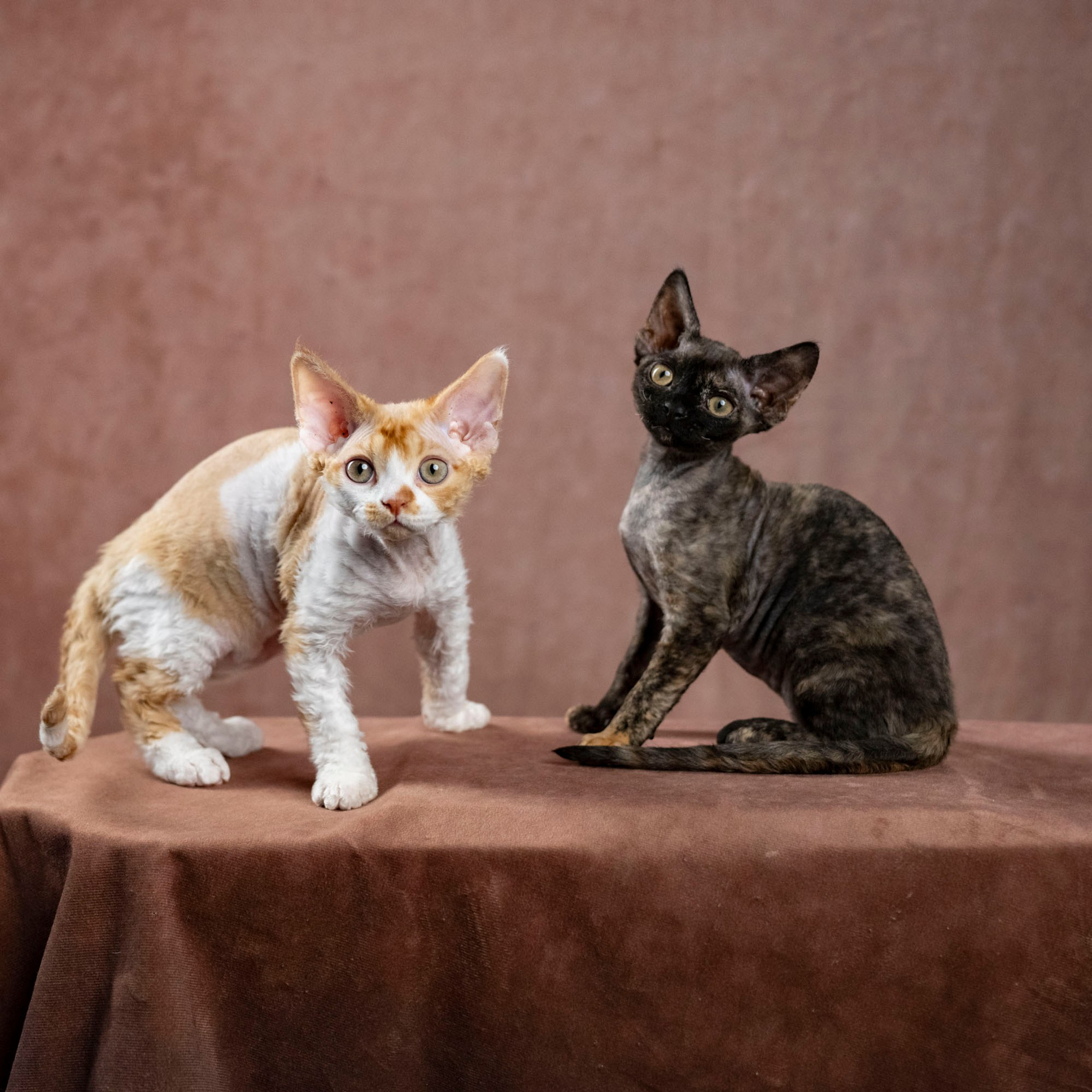 Coco, girl, born on 11.23.23, SOLD. Devon Rex Pixie Cattery