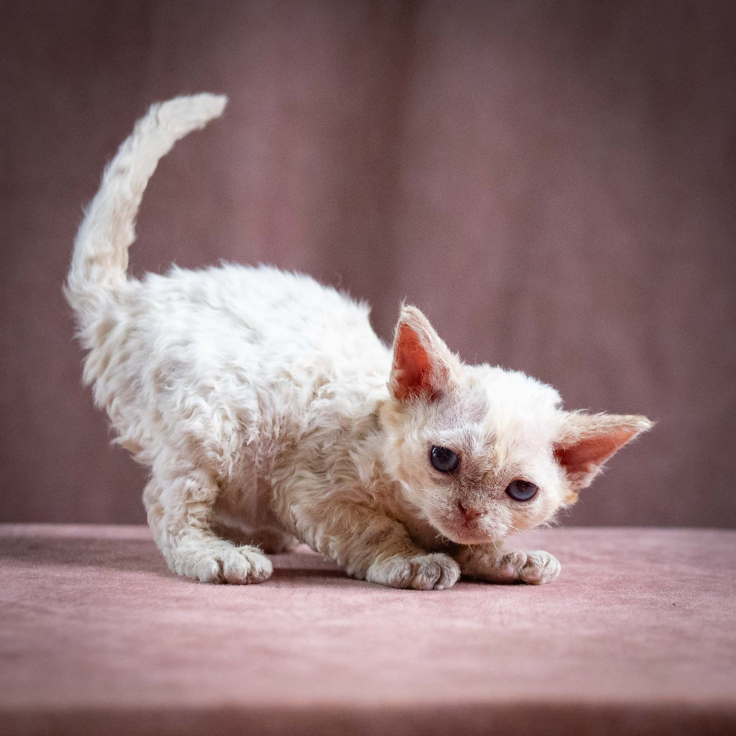 Reserve a kitten Quinnie, girl