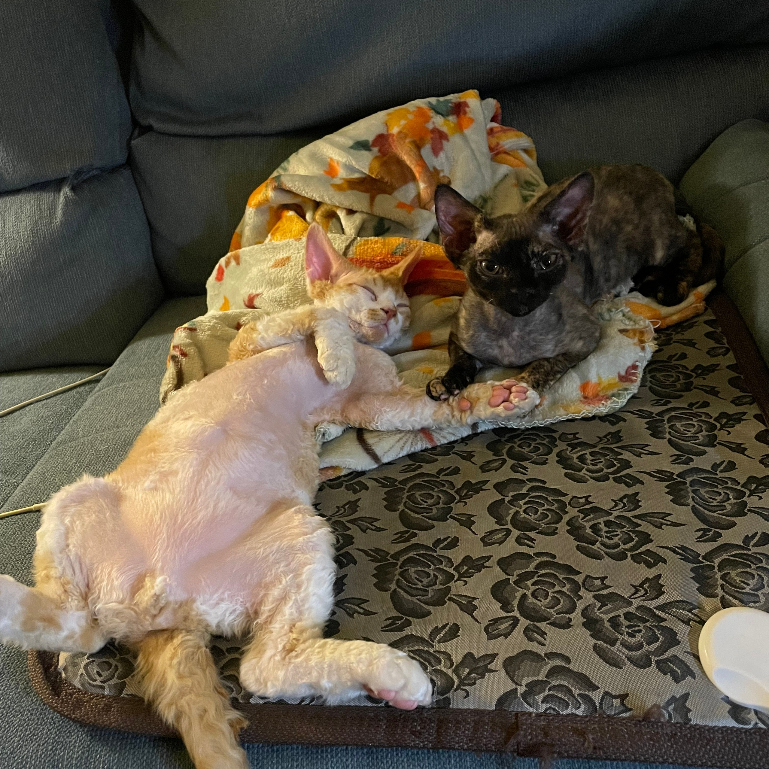 REWIEWS. Devon Rex Pixie Cattery