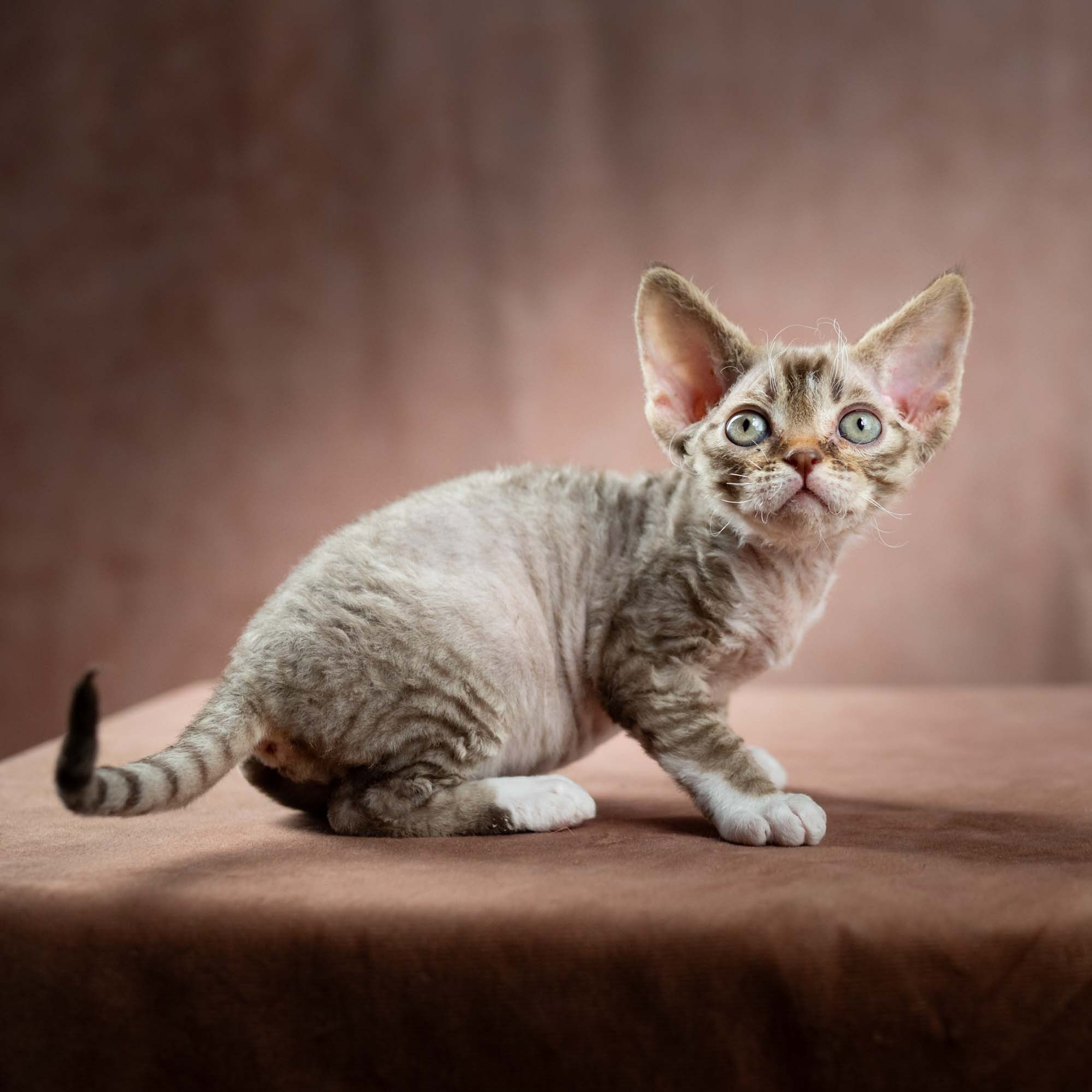 Reserve a kitten (Elvis)