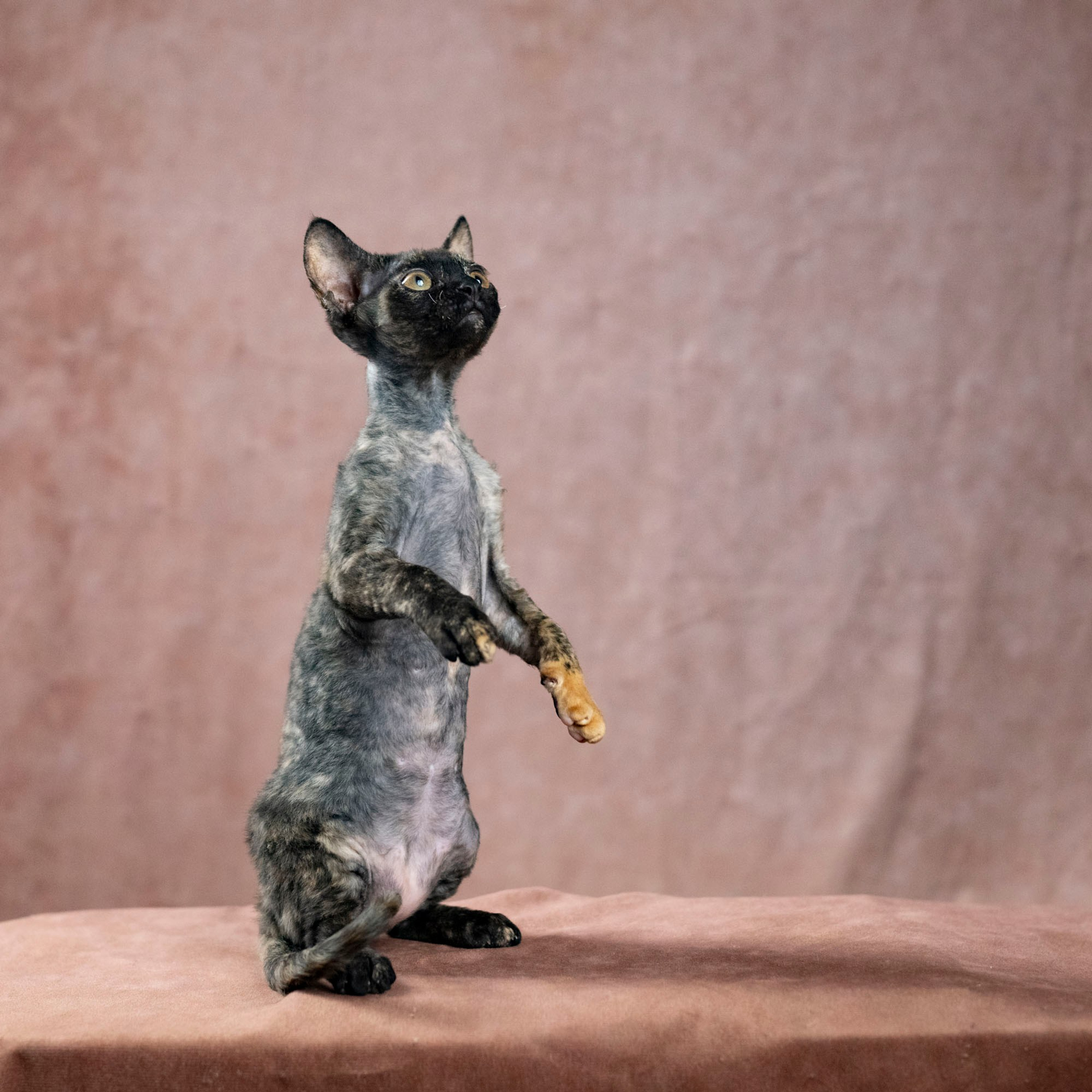 Coco, girl, born on 11.23.23, SOLD. Devon Rex Pixie Cattery