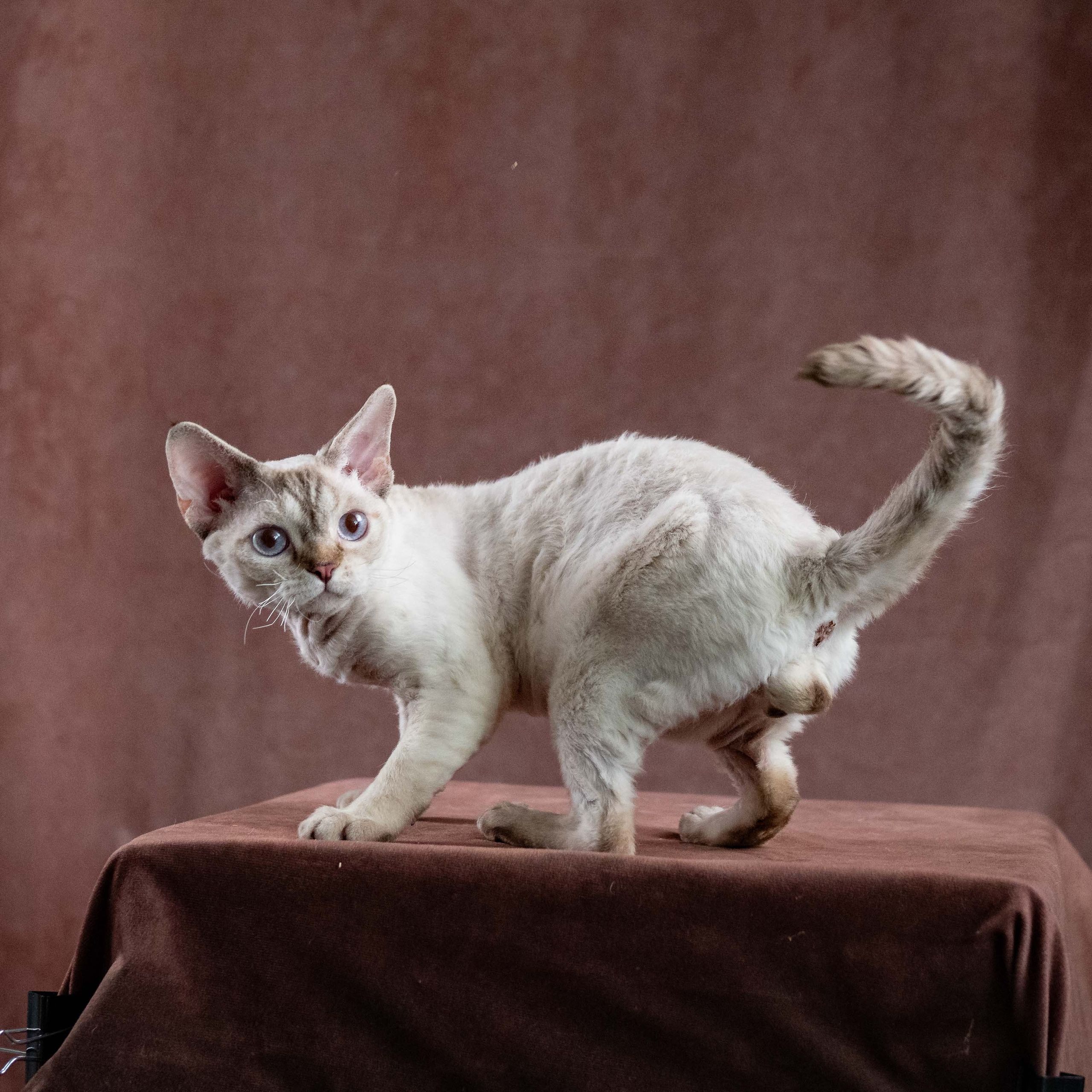 Our cats. Devon Rex Pixie Cattery