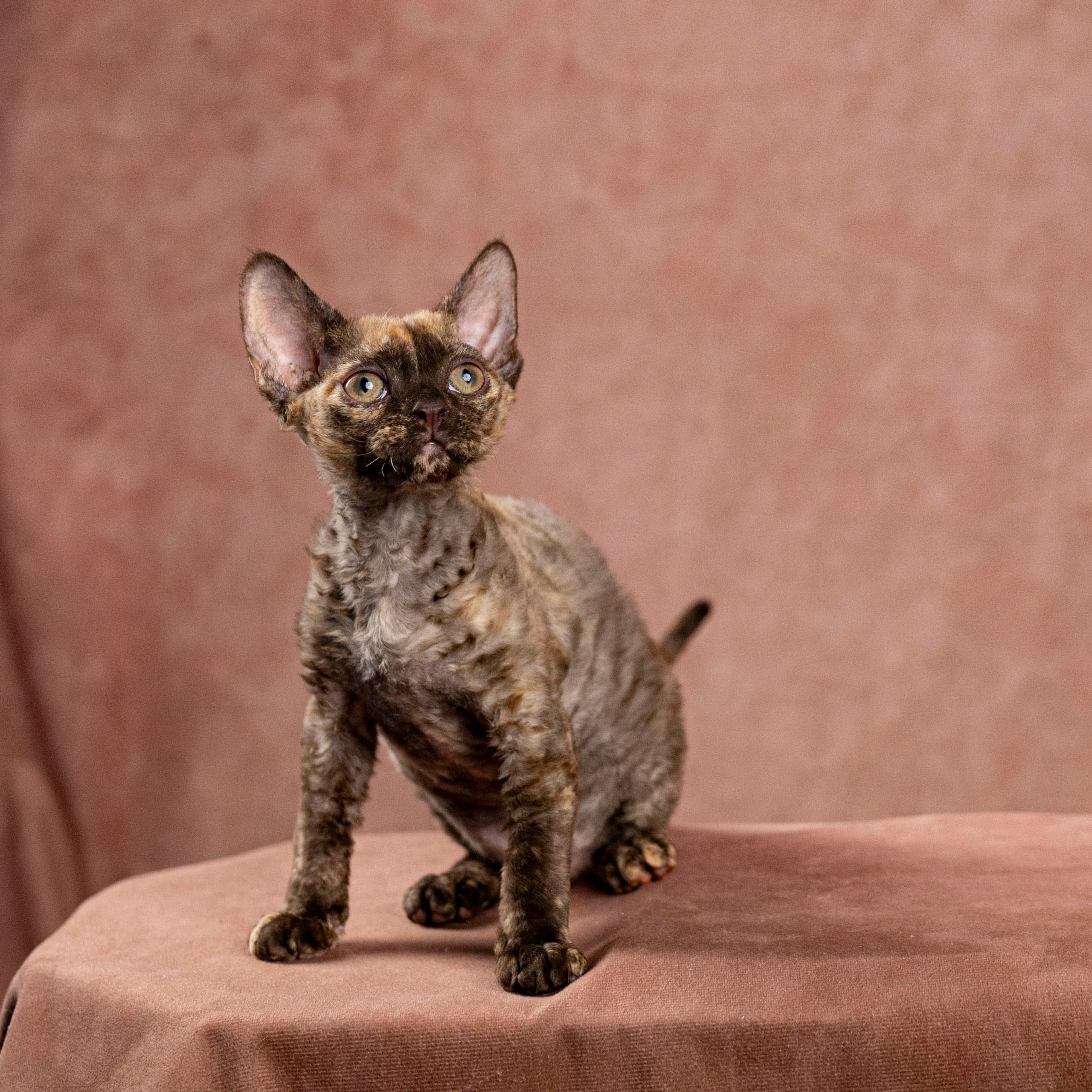 Cleo, girl, born on 11.23.23, SOLD. Devon Rex Pixie Cattery