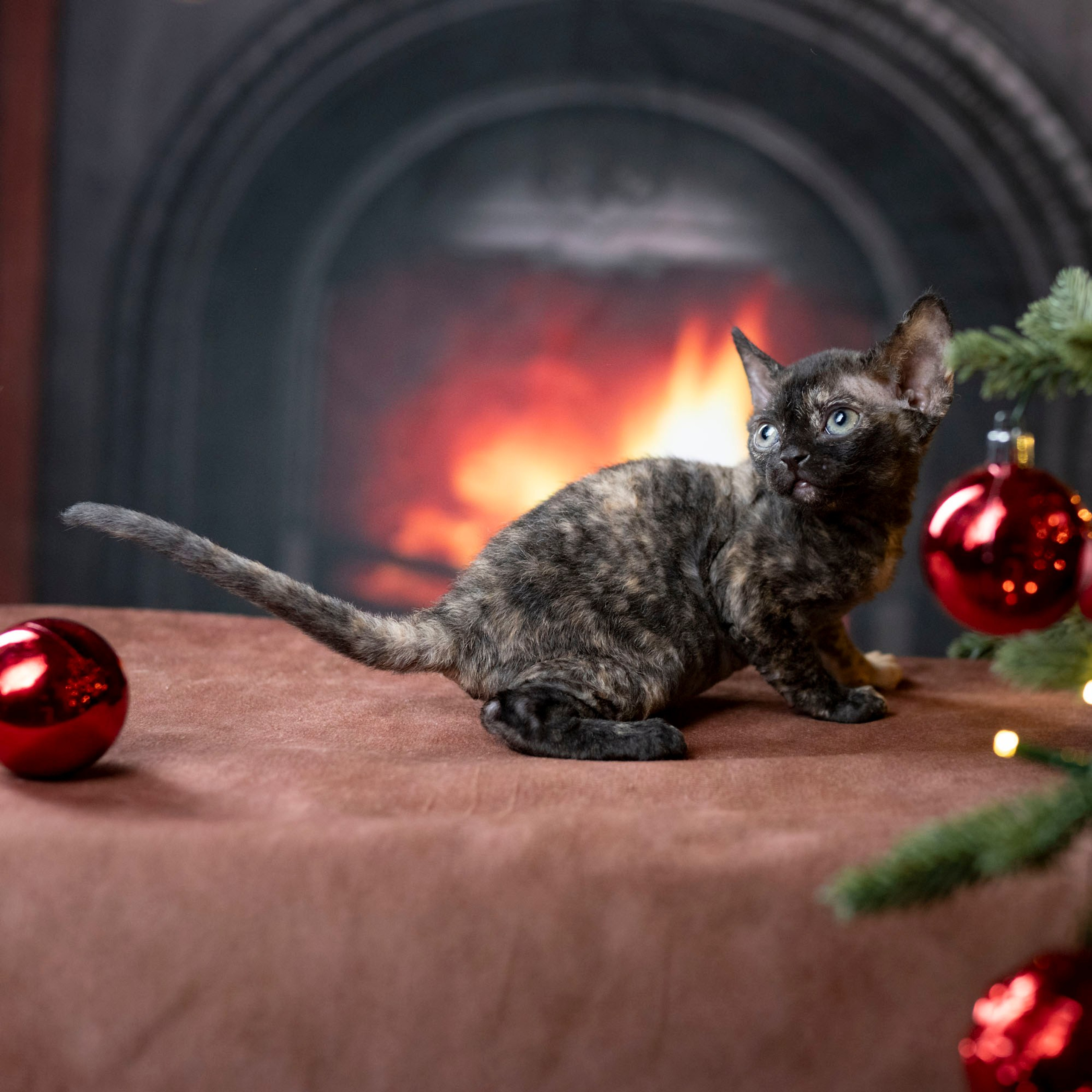 Coco, girl, born on 11.23.23, SOLD. Devon Rex Pixie Cattery