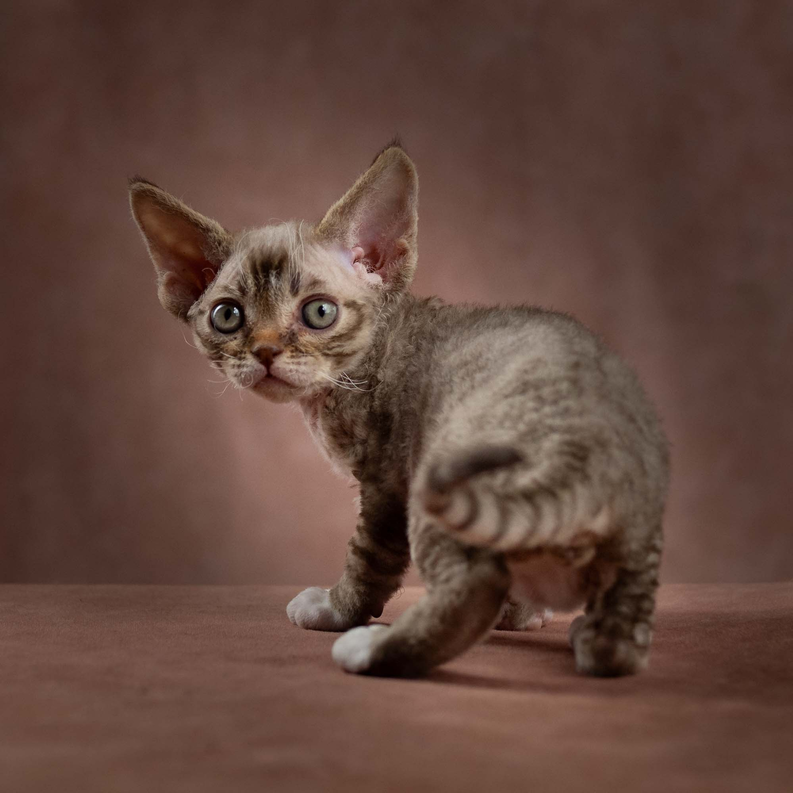 Elvis, boy, born on 06.09.24 SOLD