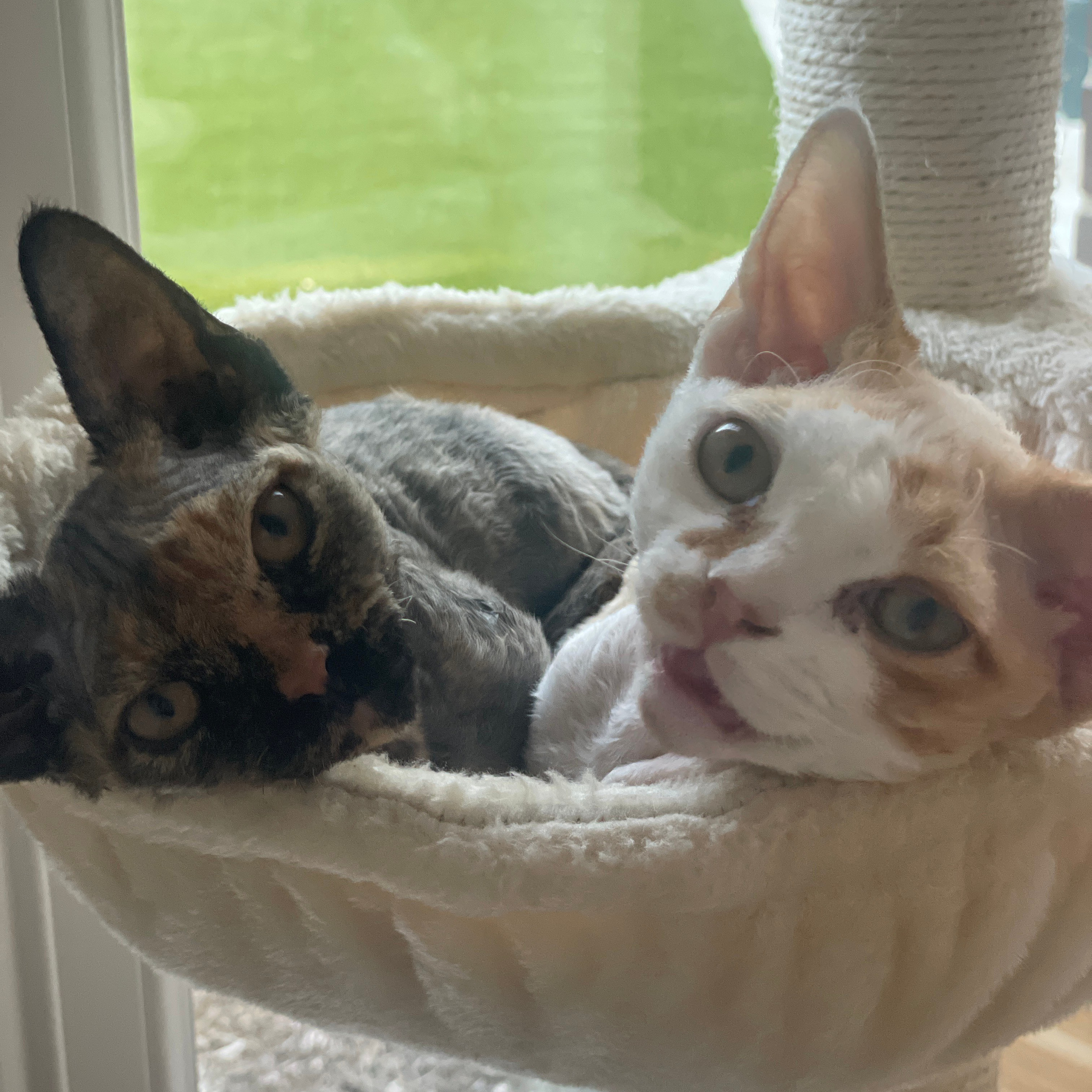 REWIEWS. Devon Rex Pixie Cattery