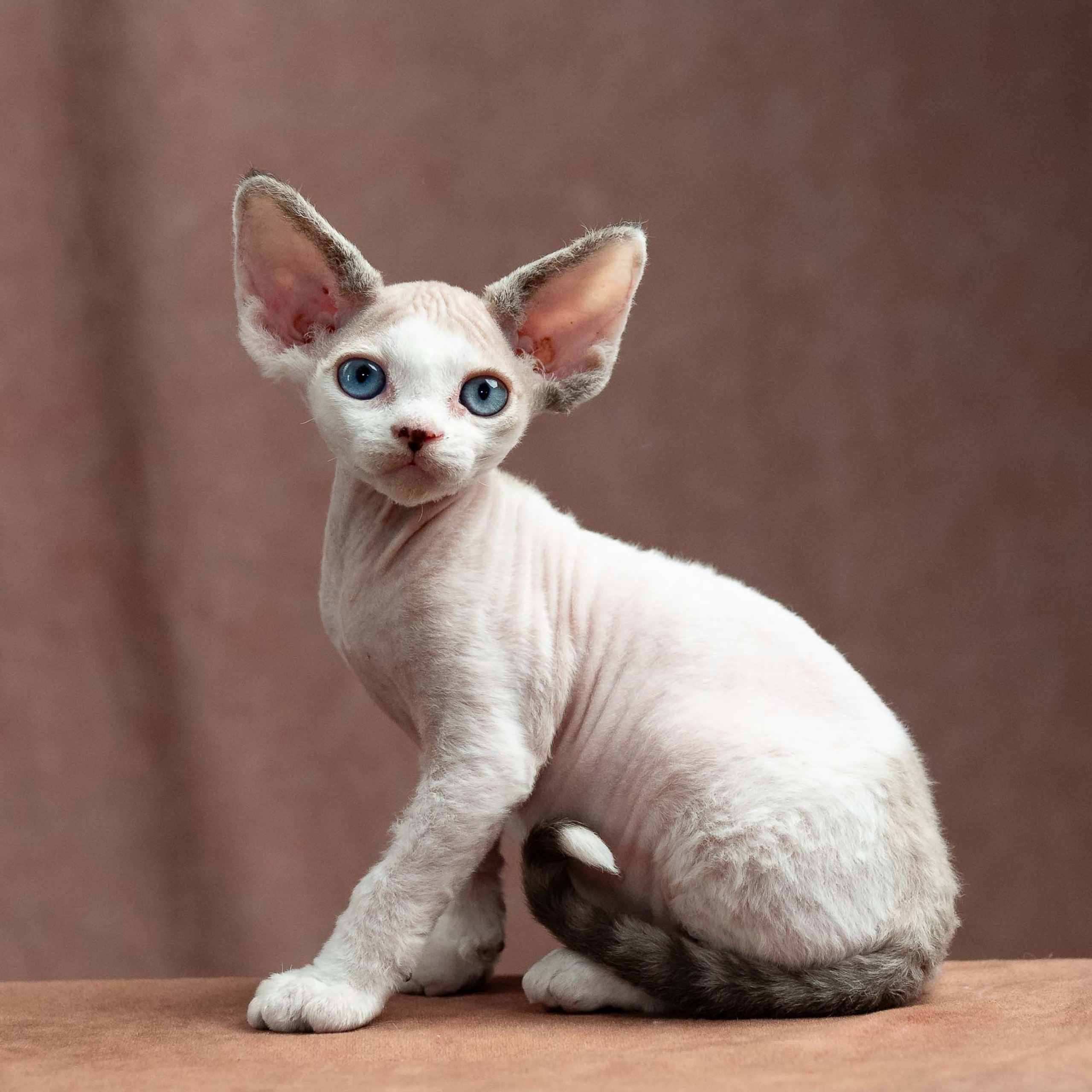 Frosttip, boy, born on 01.01.25