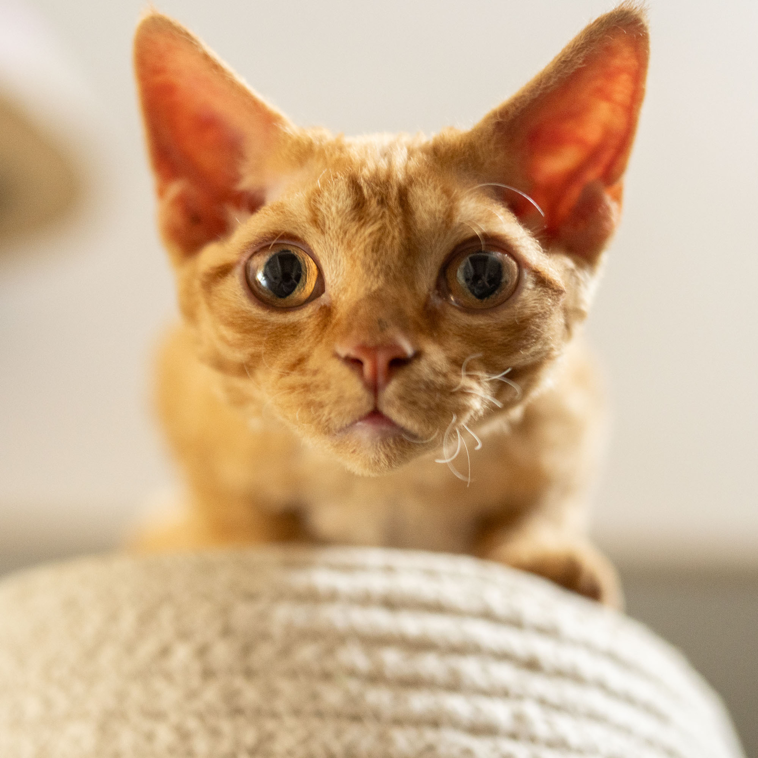 Boop, Boy, born on 02.01.23, SOLD. Devon Rex Pixie Cattery