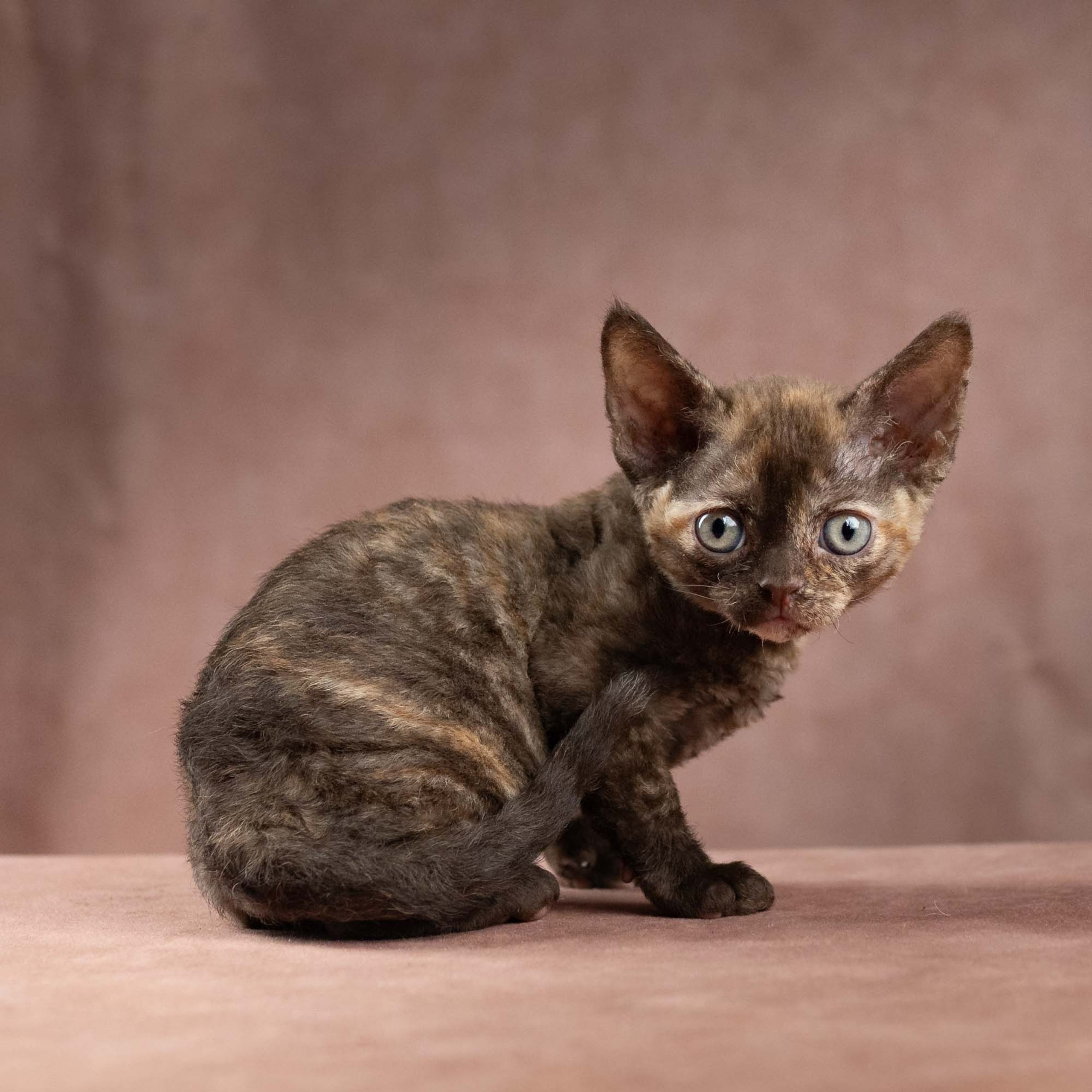 Reserve a kitten (Dory)
