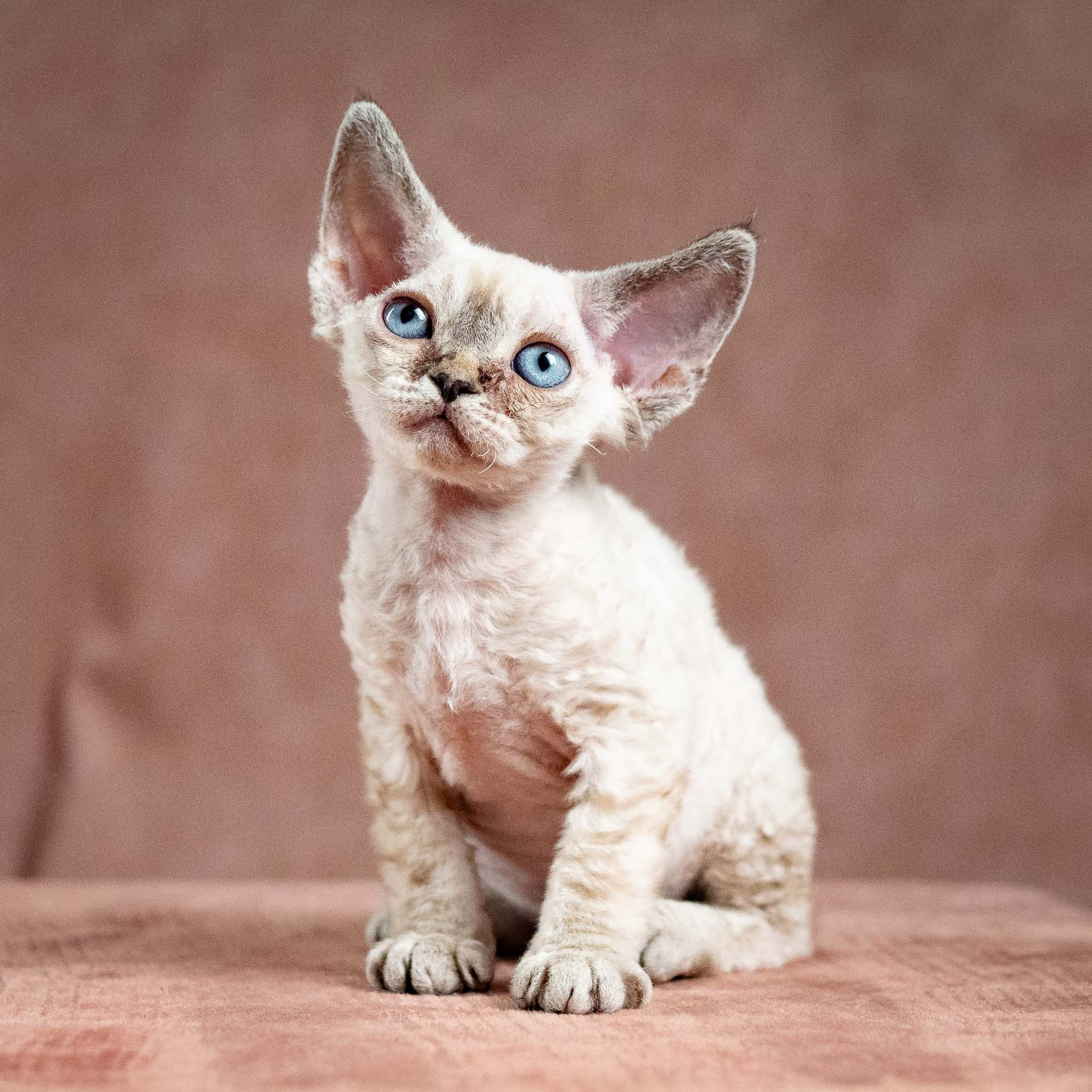 Reserve a kitten Nessa, girl