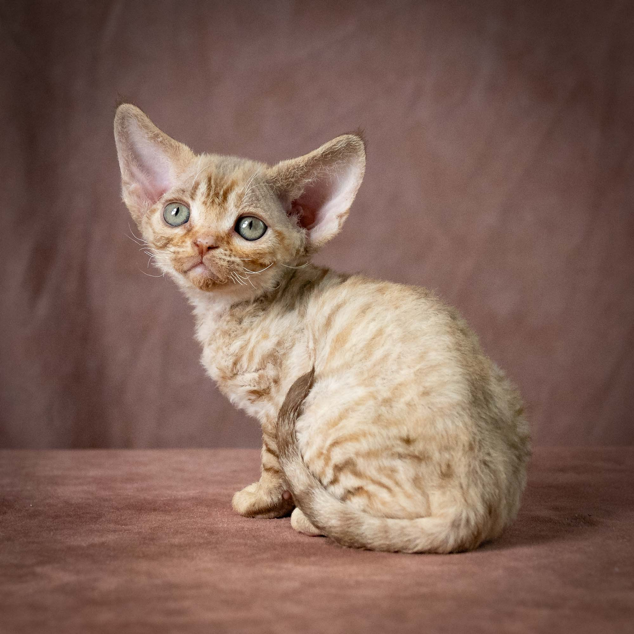 Reserve a kitten Umi, girl