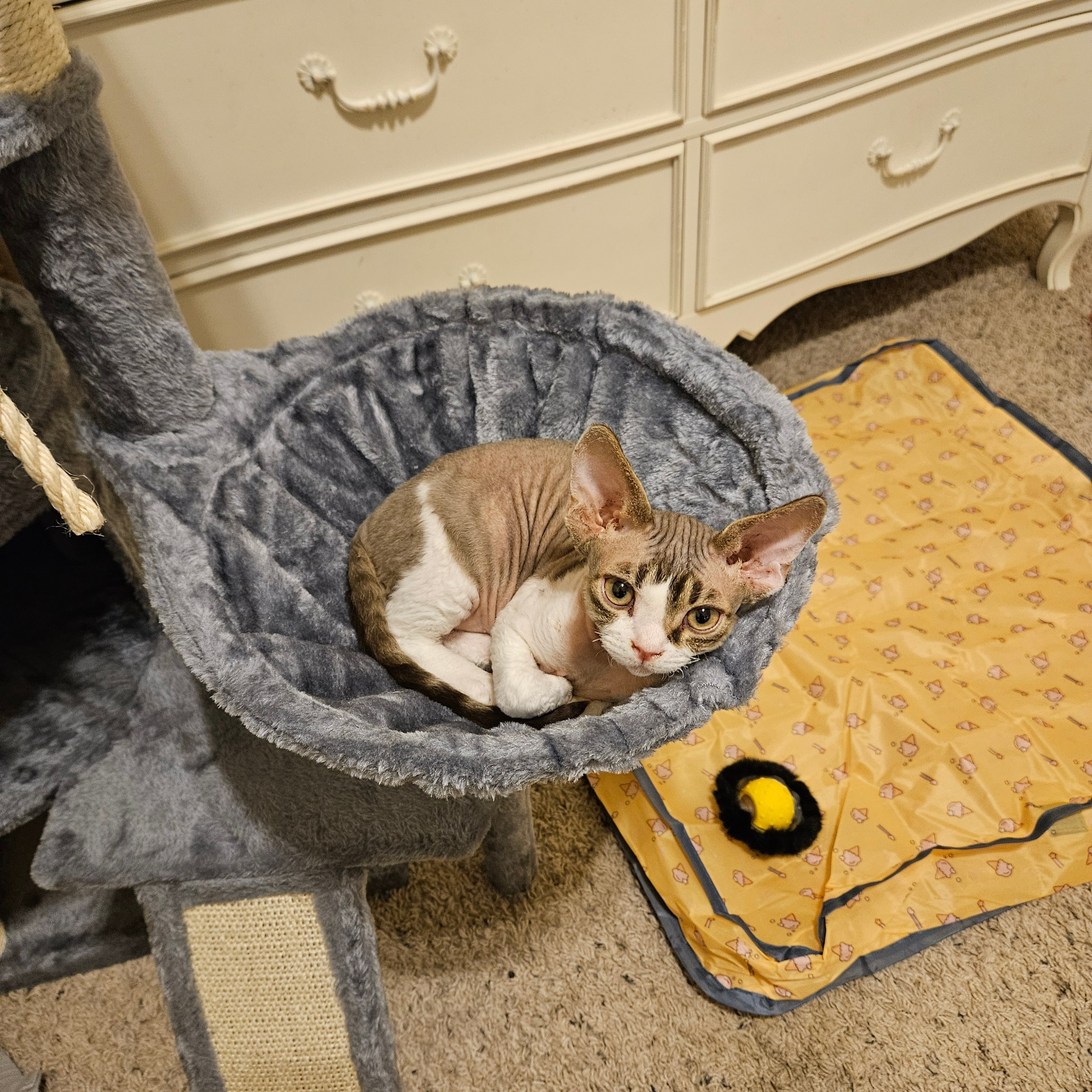 REWIEWS. Devon Rex Pixie Cattery