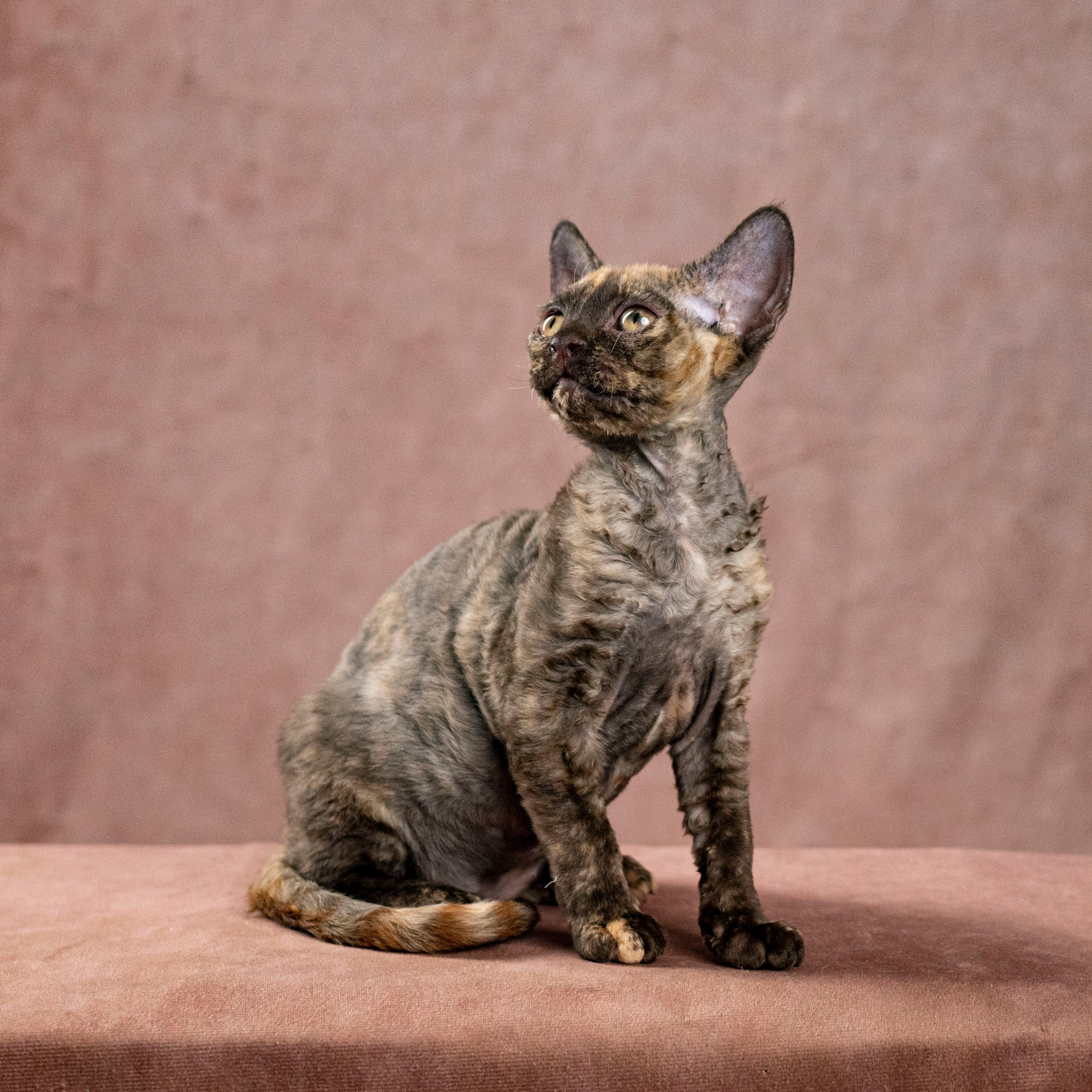 Cleo, girl, born on 11.23.23, SOLD. Devon Rex Pixie Cattery