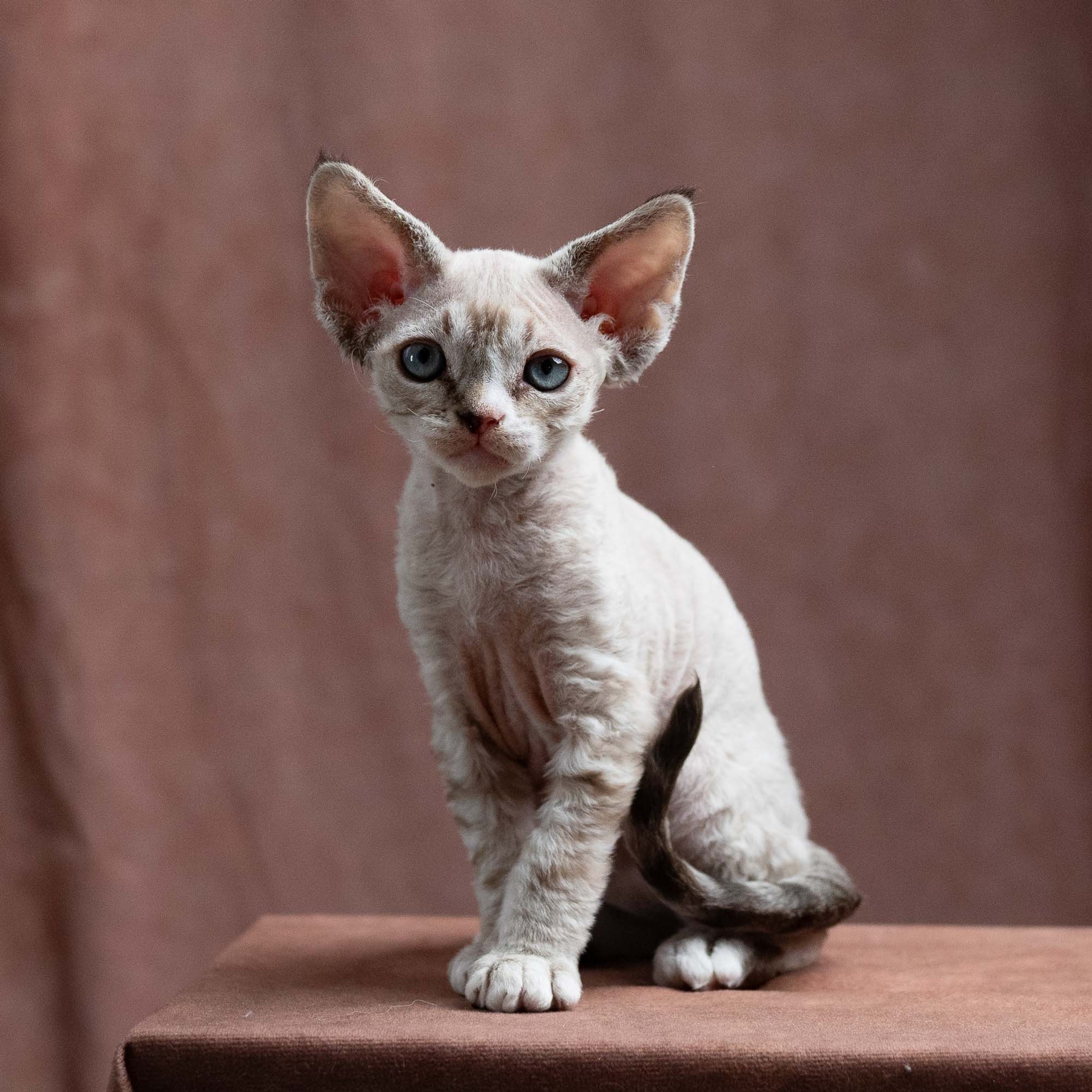 Fuzzy, boy, born on 01.01.25