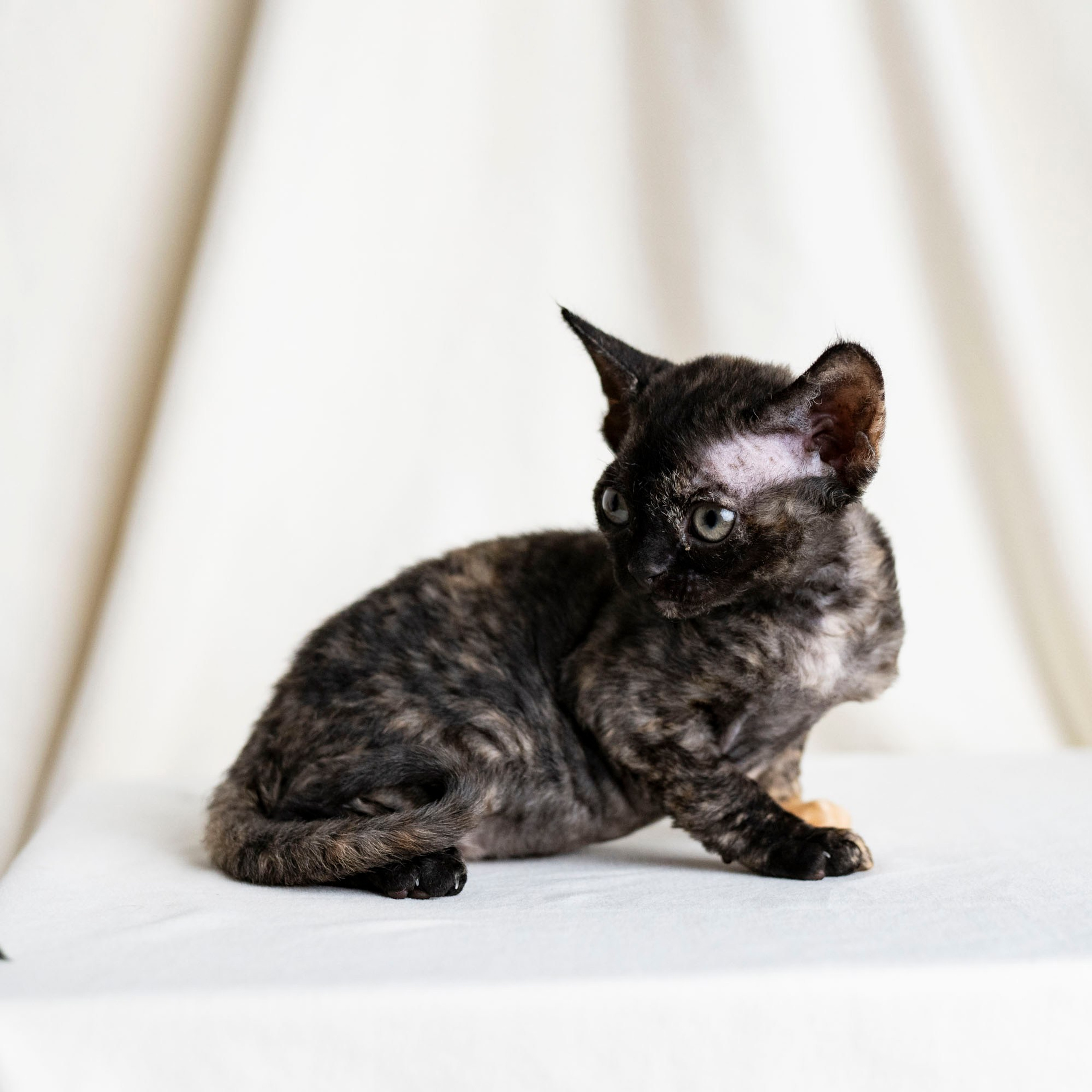 Coco, girl, born on 11.23.23, SOLD. Devon Rex Pixie Cattery