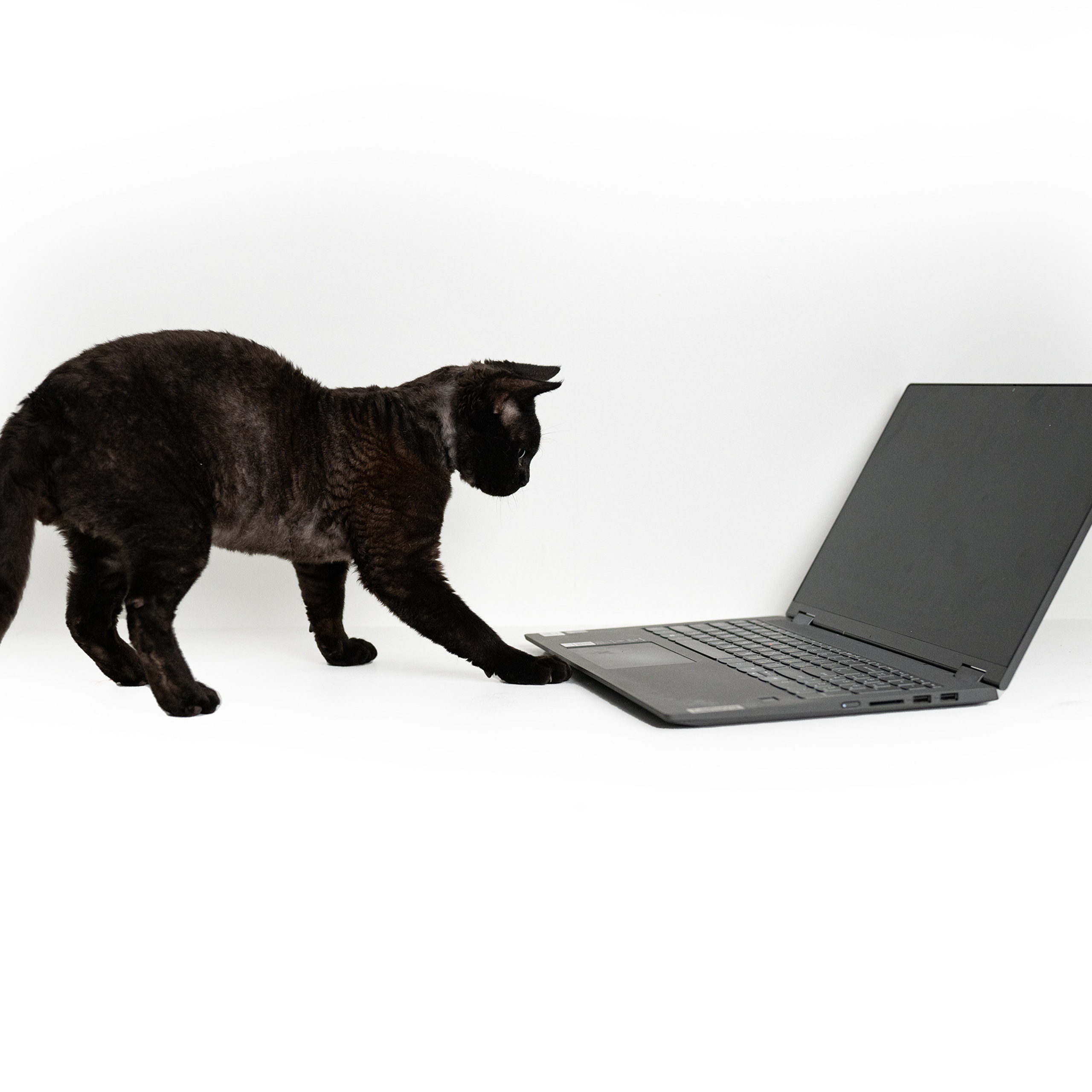 Lexus. Devon Rex Pixie Cattery