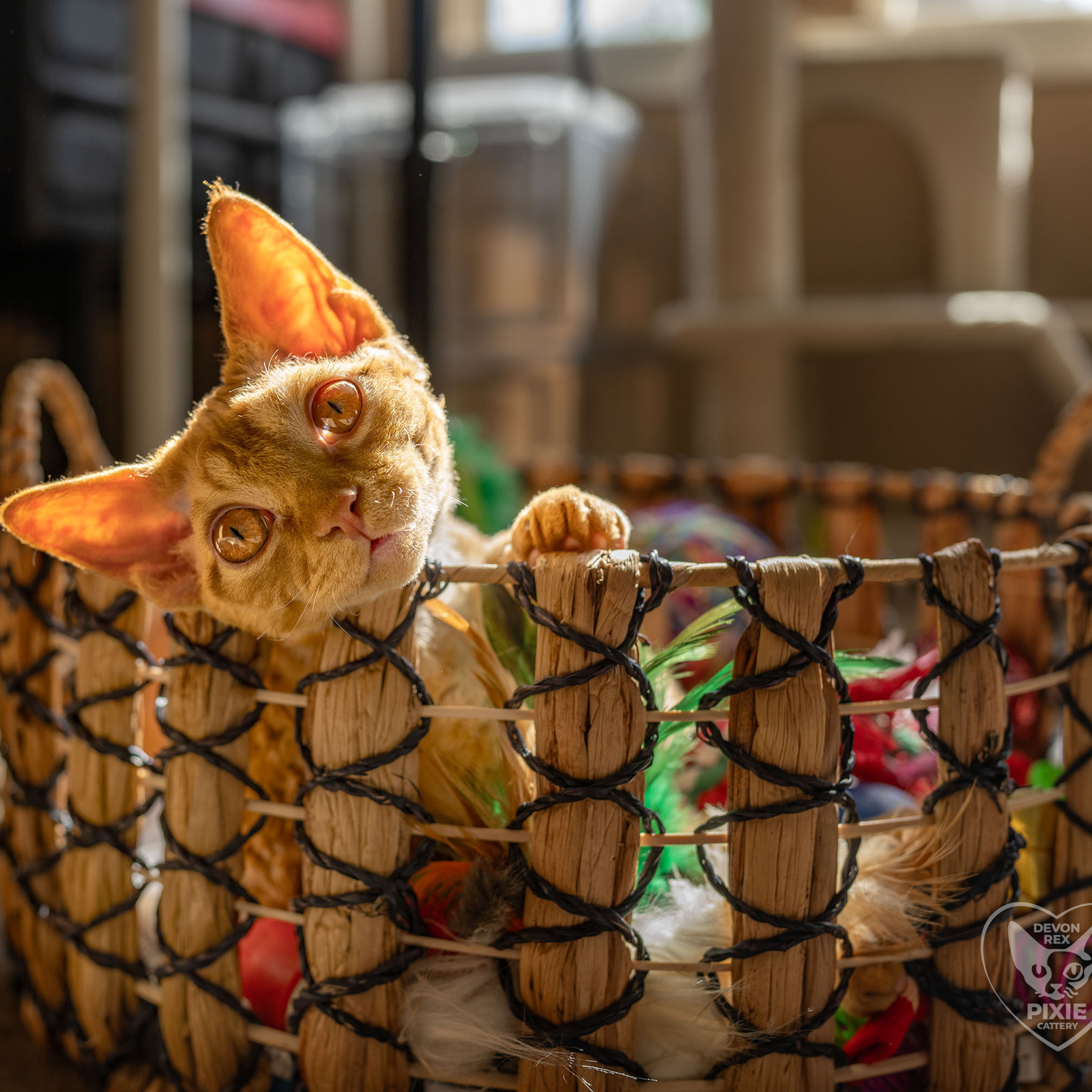 Boop, Boy, born on 02.01.23, SOLD. Devon Rex Pixie Cattery