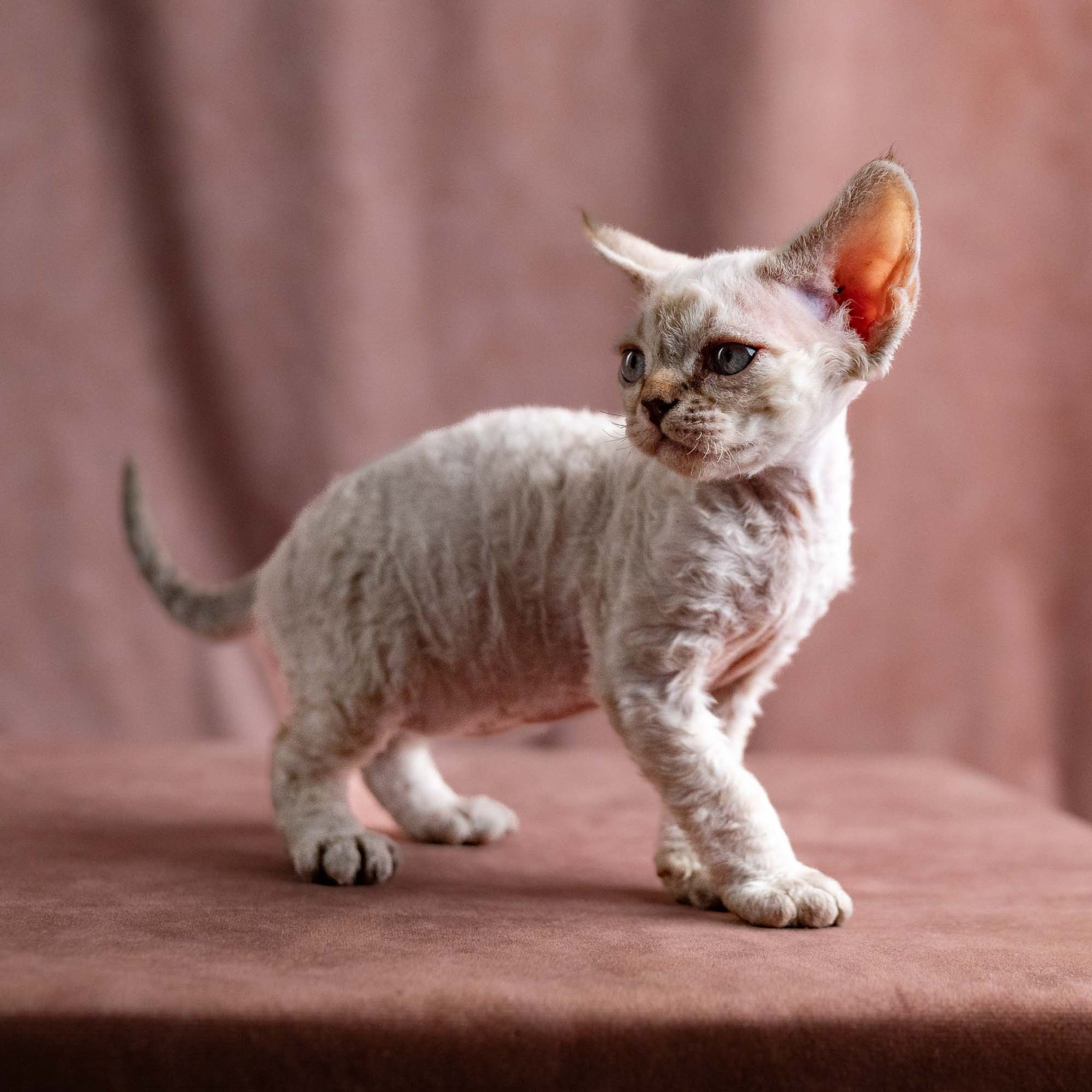 Reserve a kitten Viggo, boy