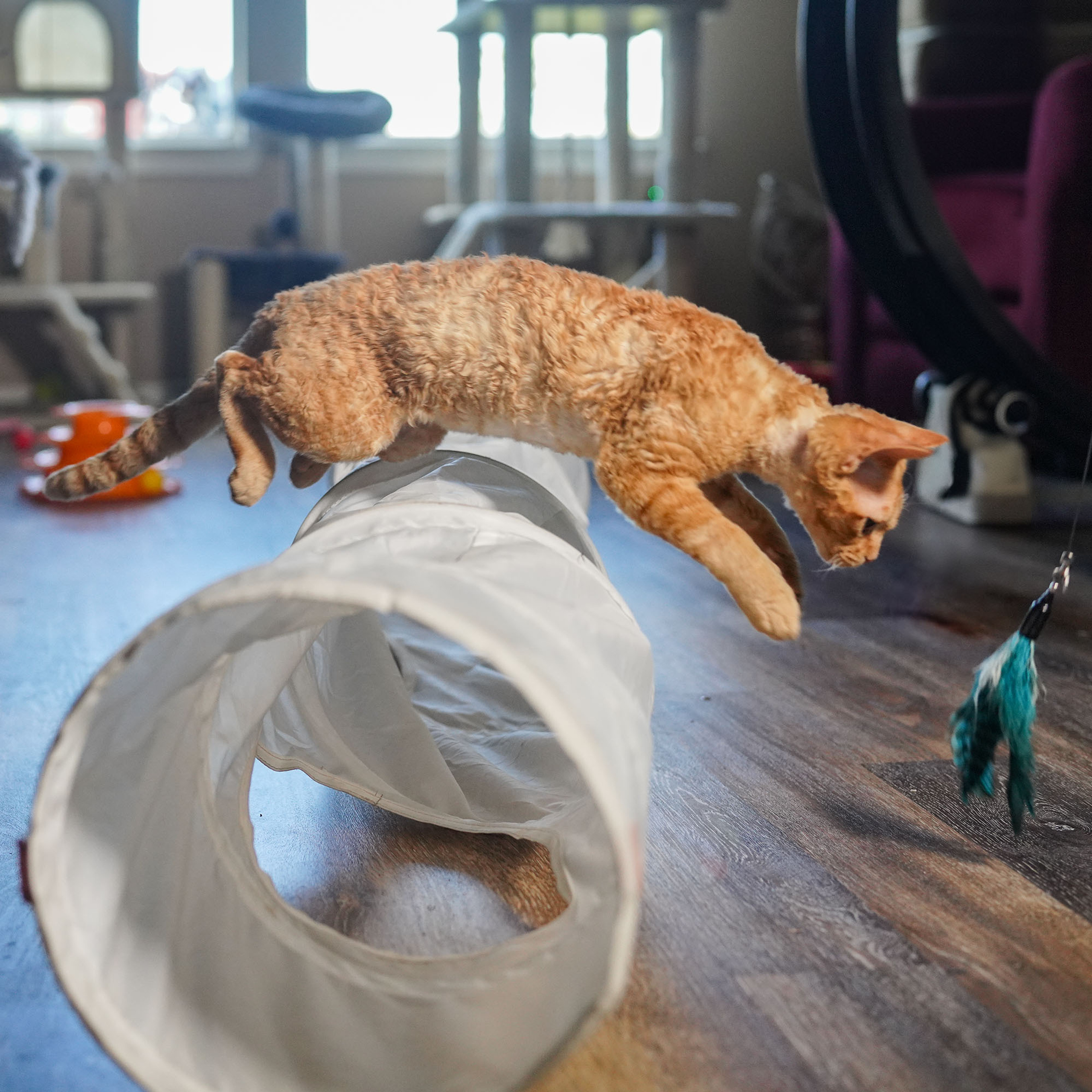 Boop, Boy, born on 02.01.23, SOLD. Devon Rex Pixie Cattery