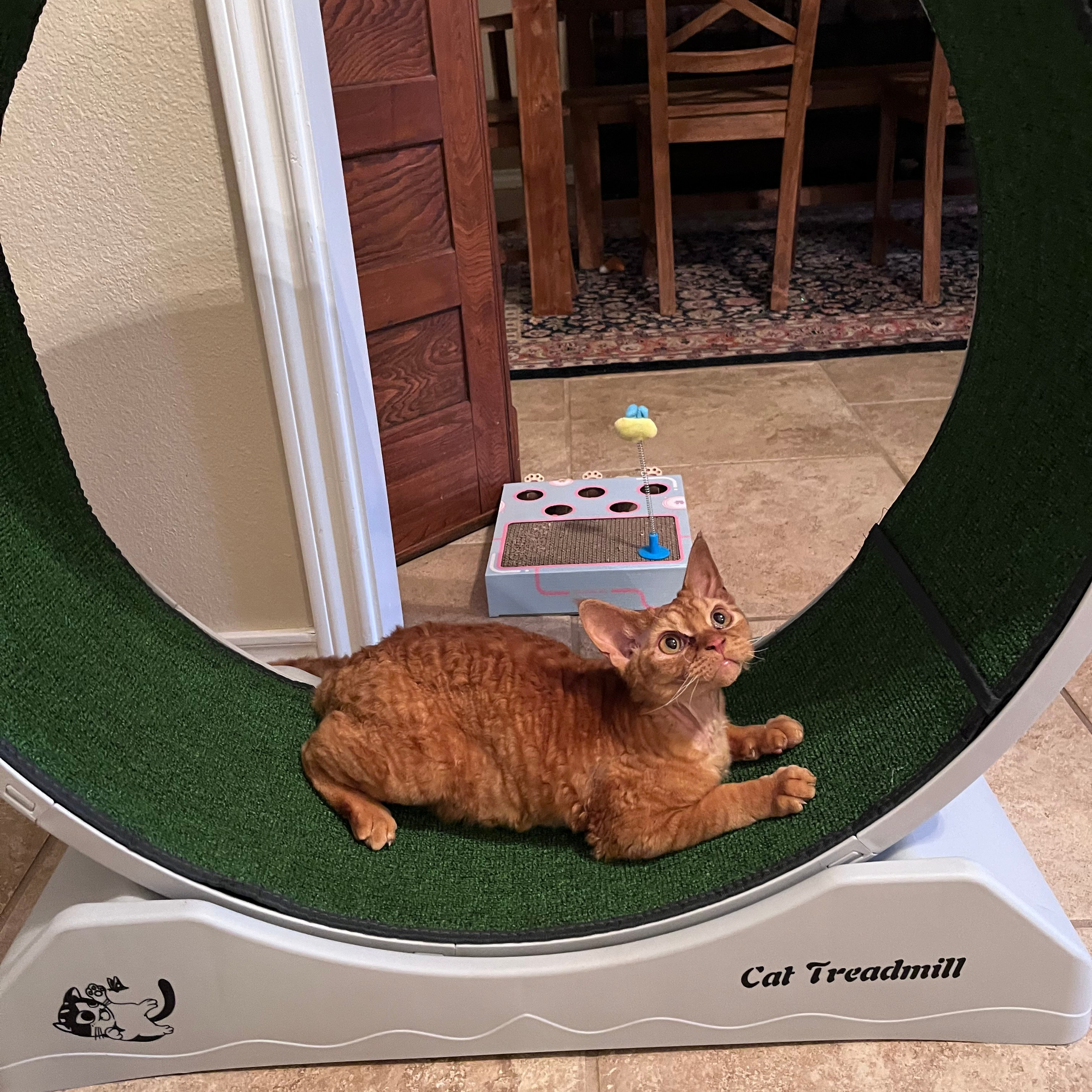 REWIEWS. Devon Rex Pixie Cattery