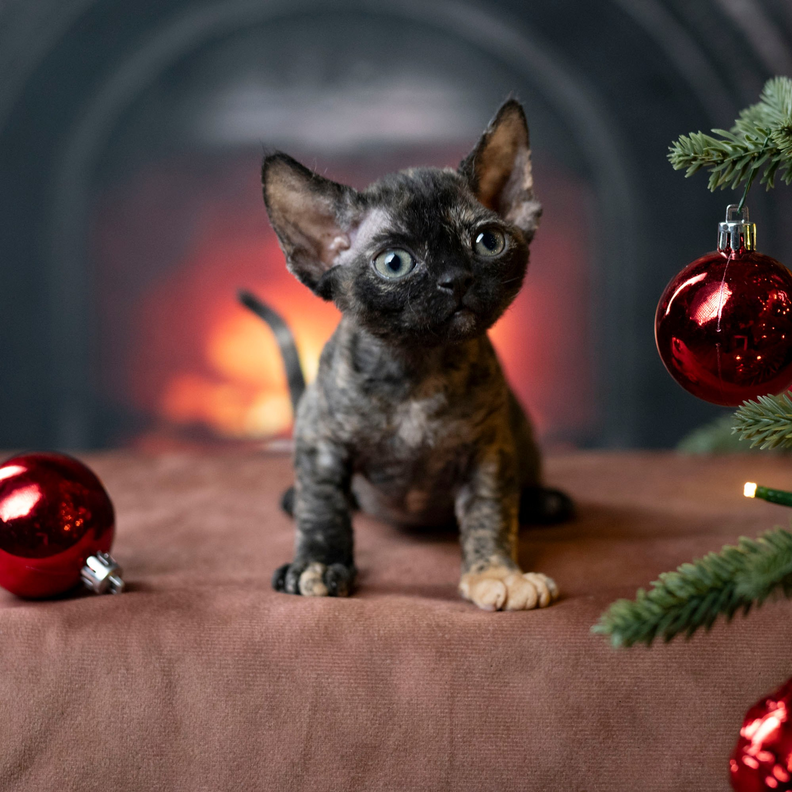 Coco, girl, born on 11.23.23, SOLD. Devon Rex Pixie Cattery