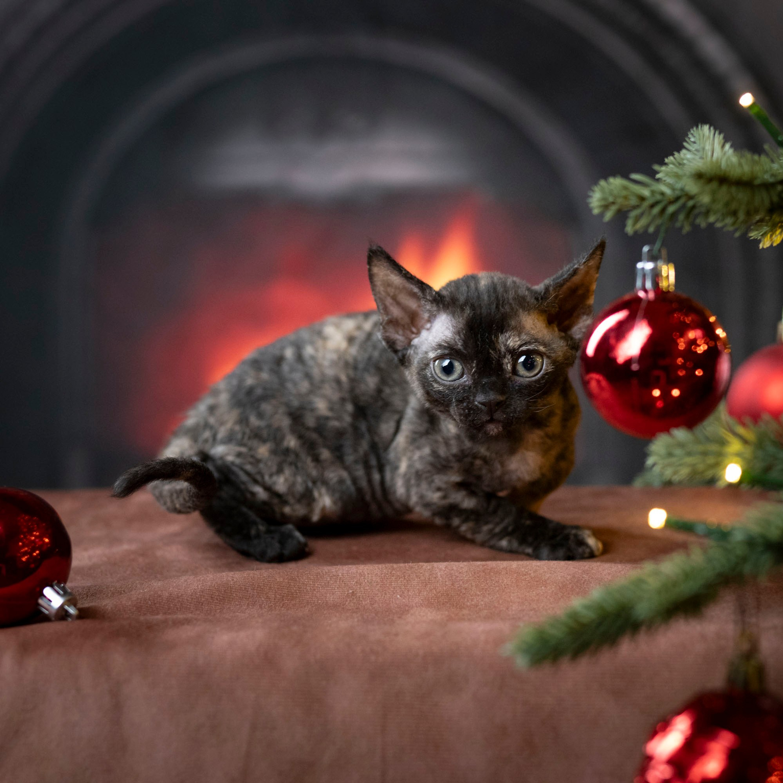 Coco, girl, born on 11.23.23, SOLD. Devon Rex Pixie Cattery