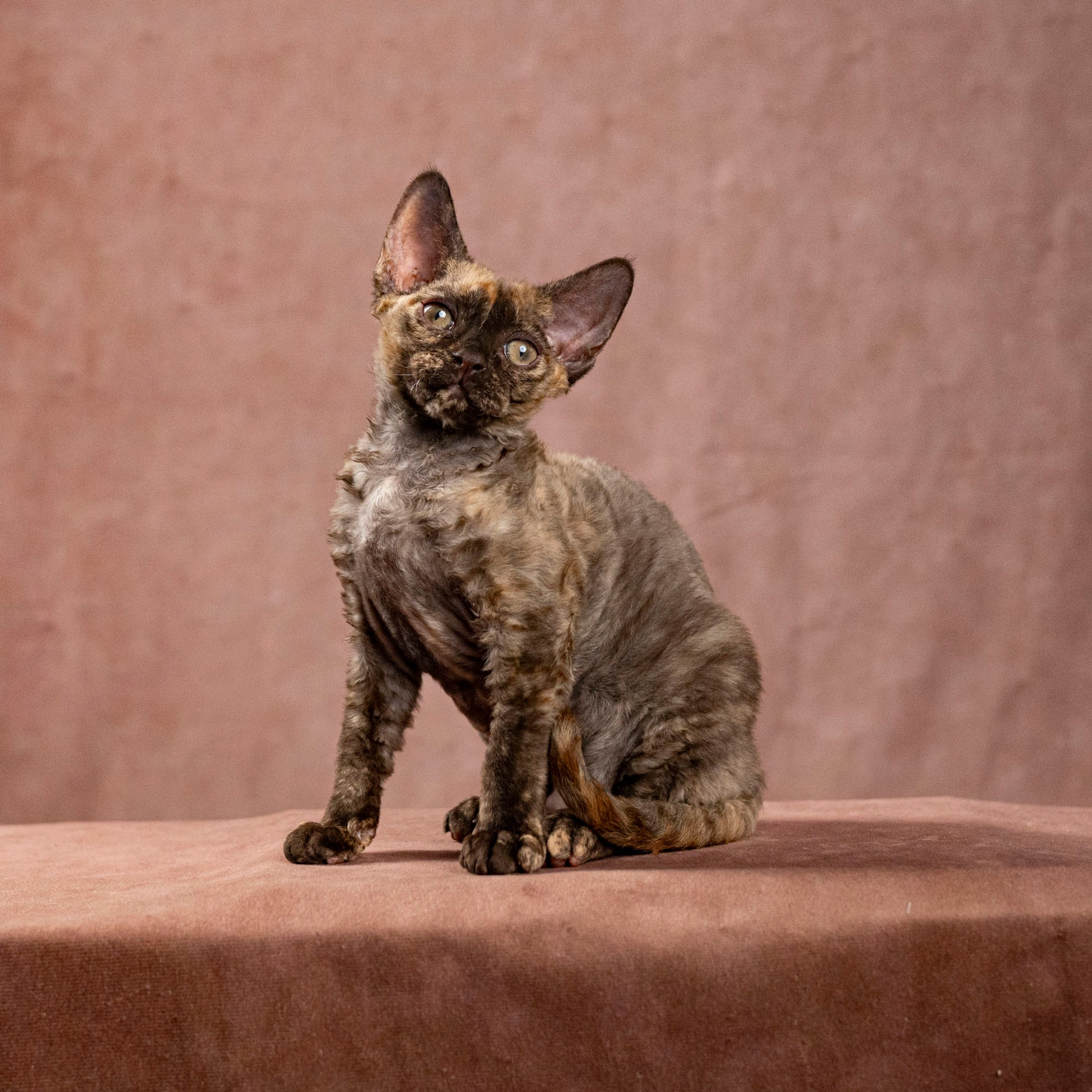 Cleo, girl, born on 11.23.23, SOLD. Devon Rex Pixie Cattery