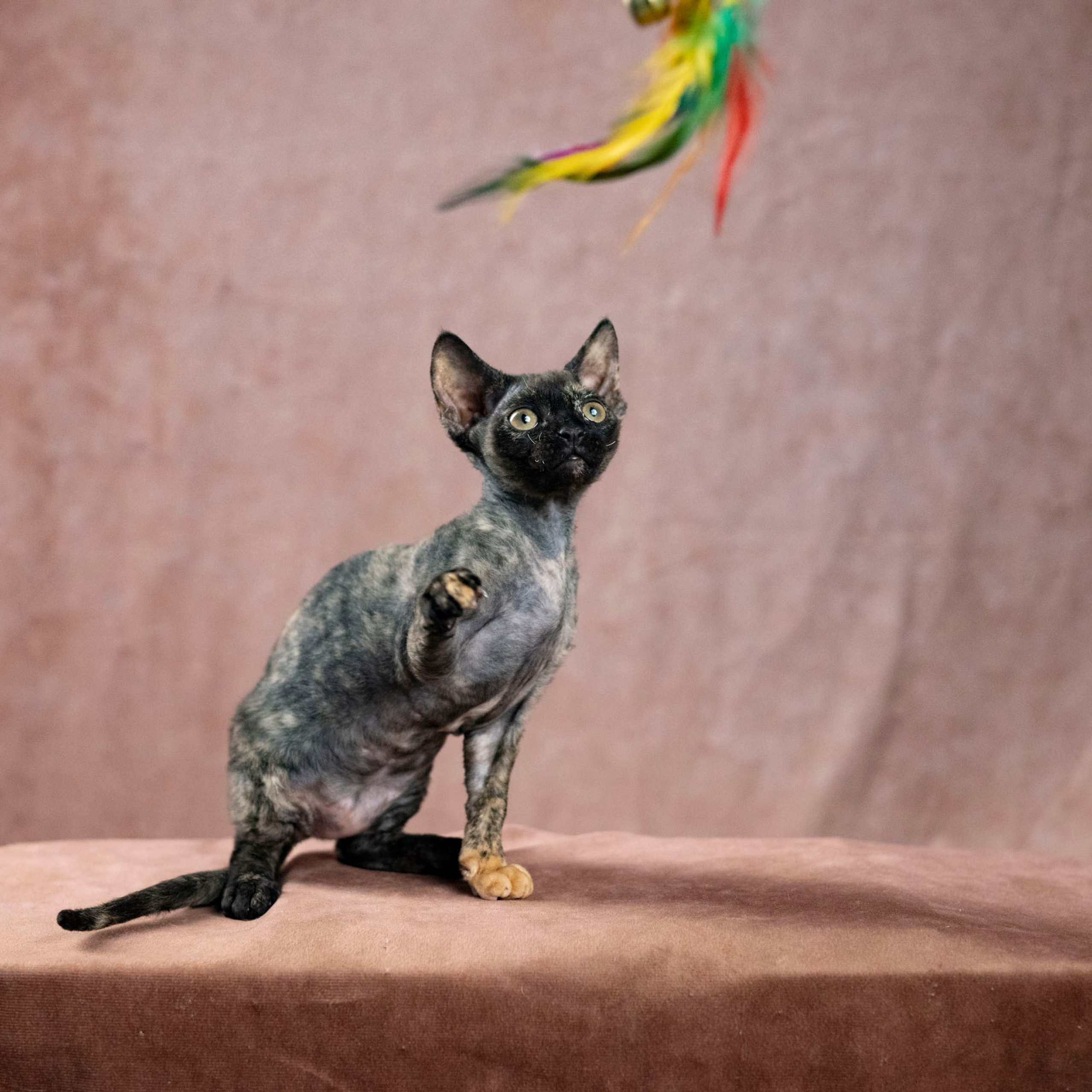 Coco, girl, born on 11.23.23, SOLD. Devon Rex Pixie Cattery