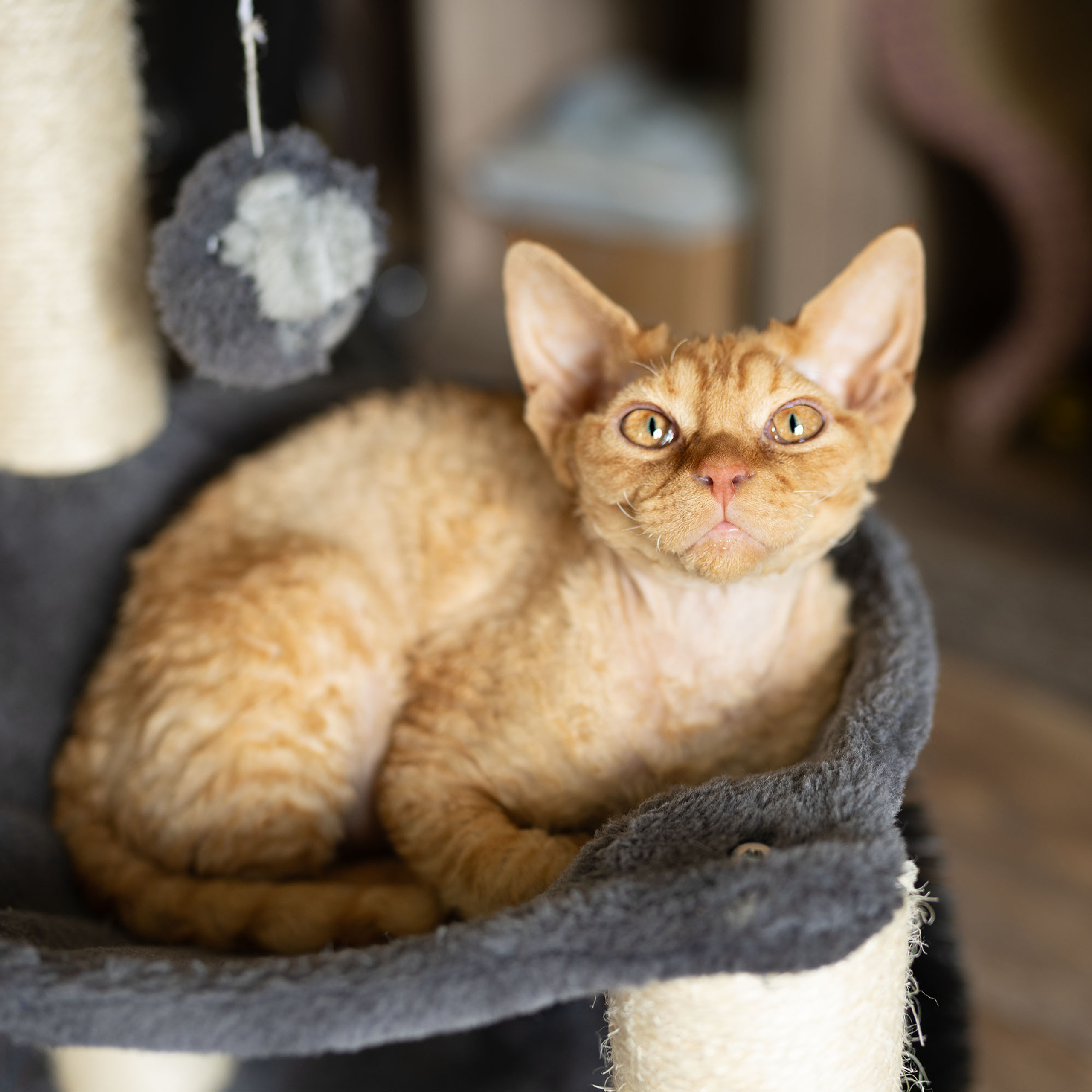 Boop, Boy, born on 02.01.23, SOLD. Devon Rex Pixie Cattery