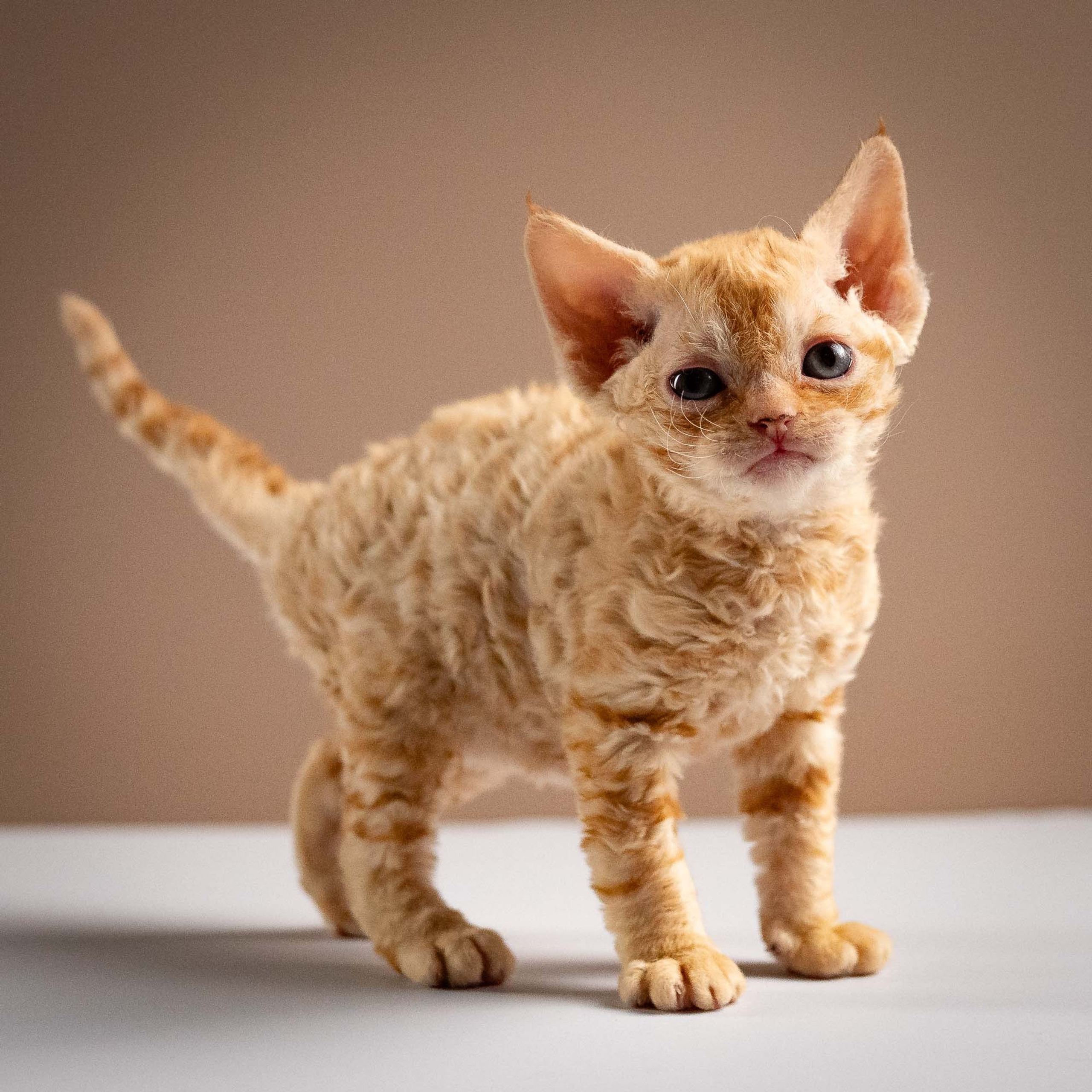 Piper, girl, born 02.11.26