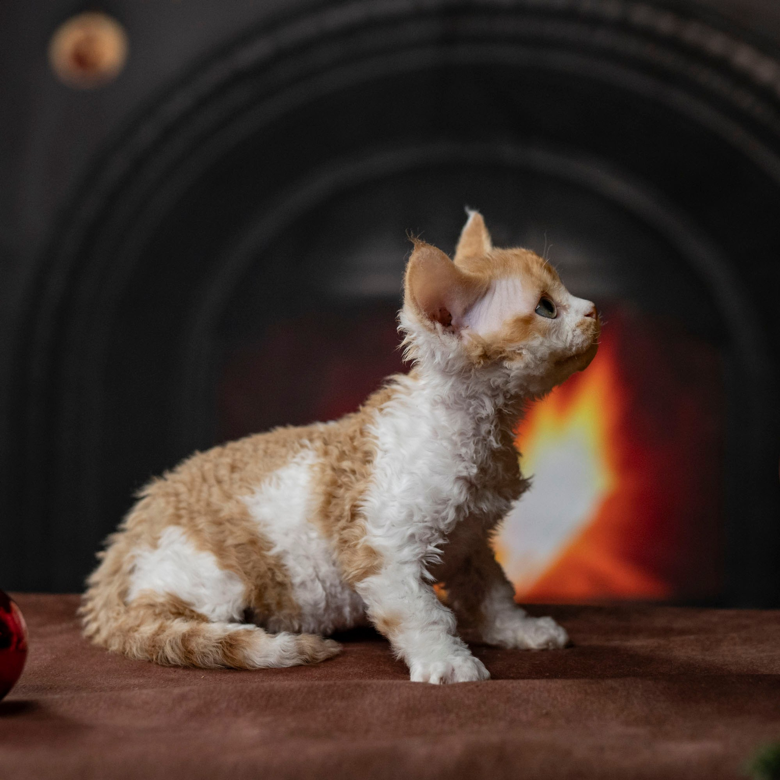 Chester, boy,  born on 11.23.23, SOLD. Devon Rex Pixie Cattery