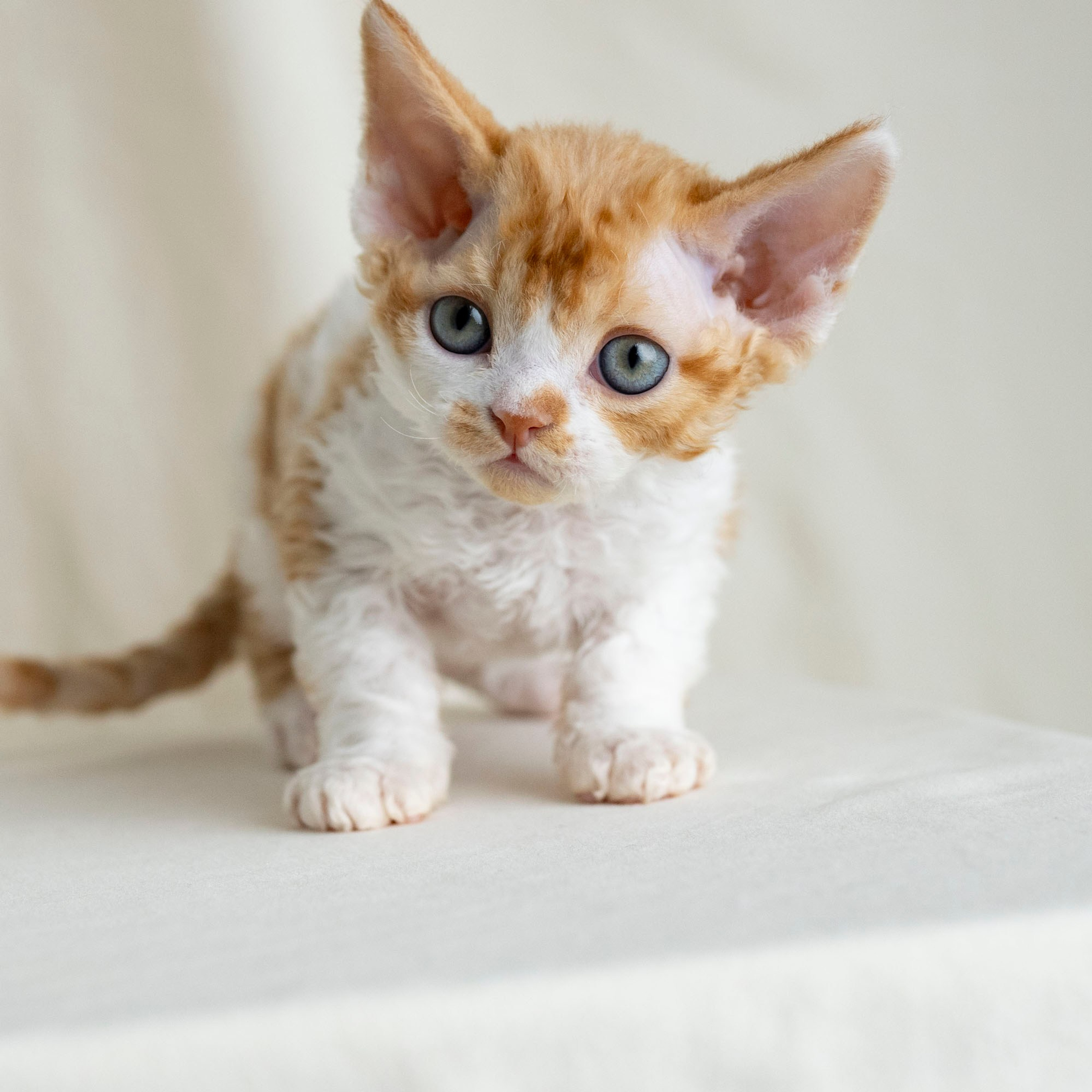 Chester, boy,  born on 11.23.23, SOLD. Devon Rex Pixie Cattery