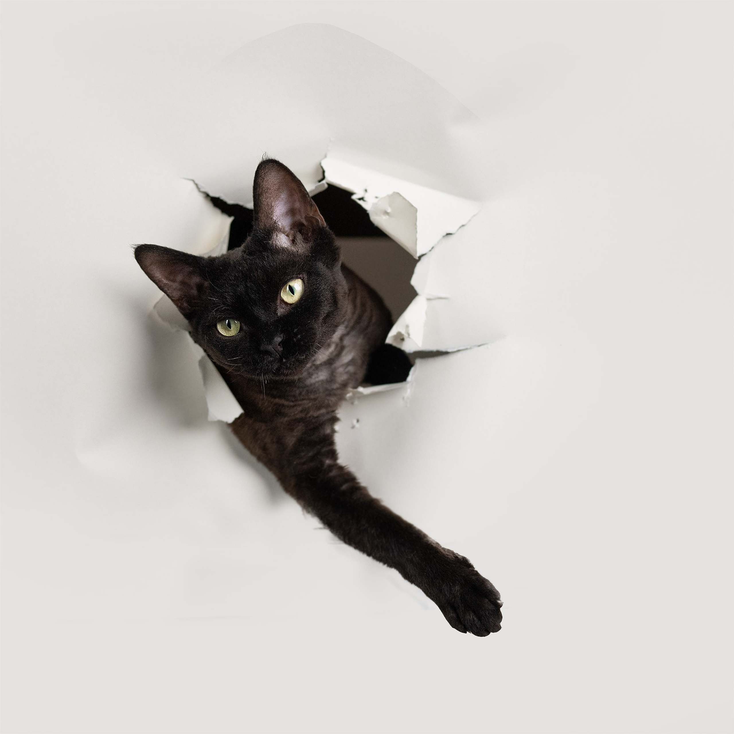 Lexus. Devon Rex Pixie Cattery