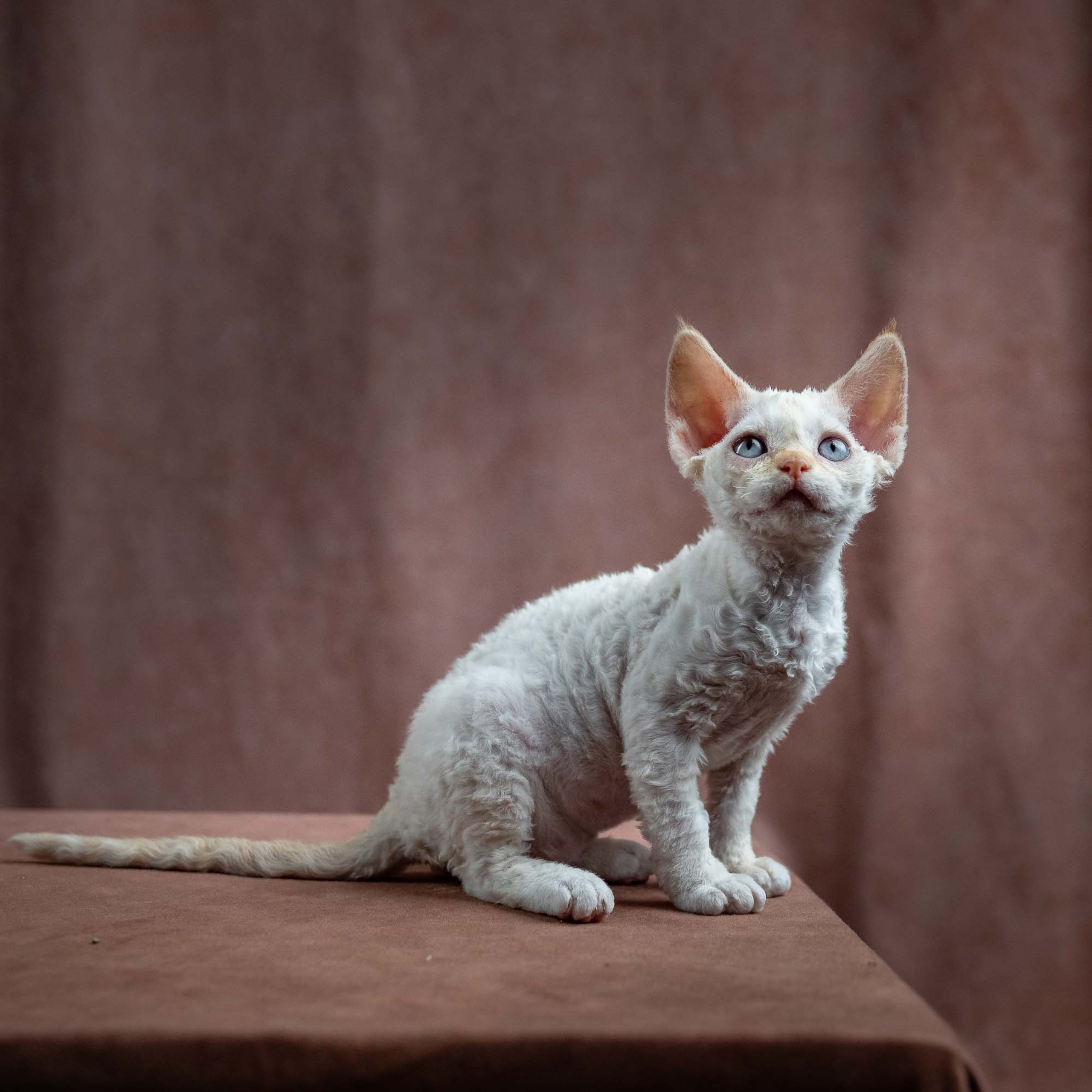 Reserve a kitten Jasmin, girl