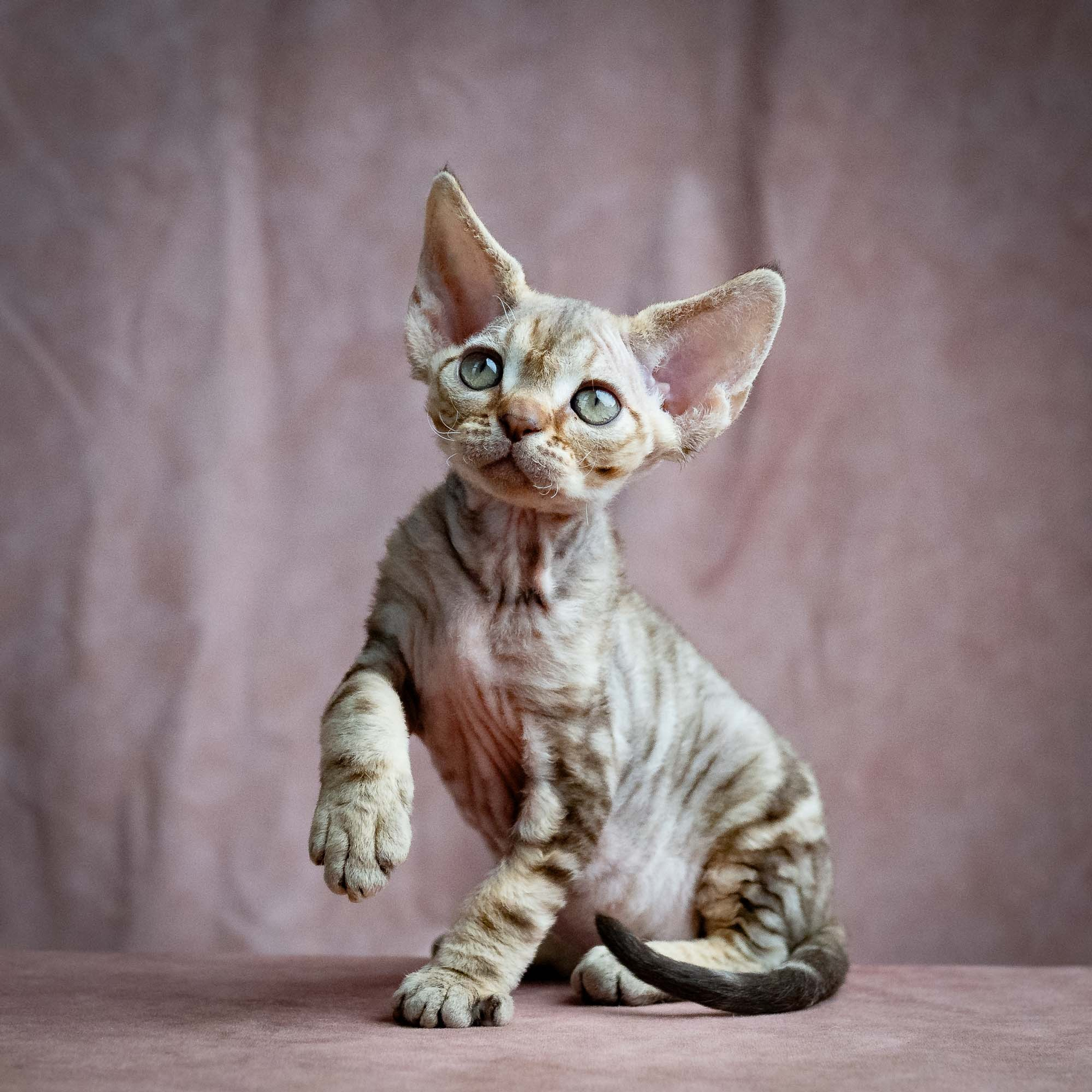 Reserve a kitten Sirius, boy