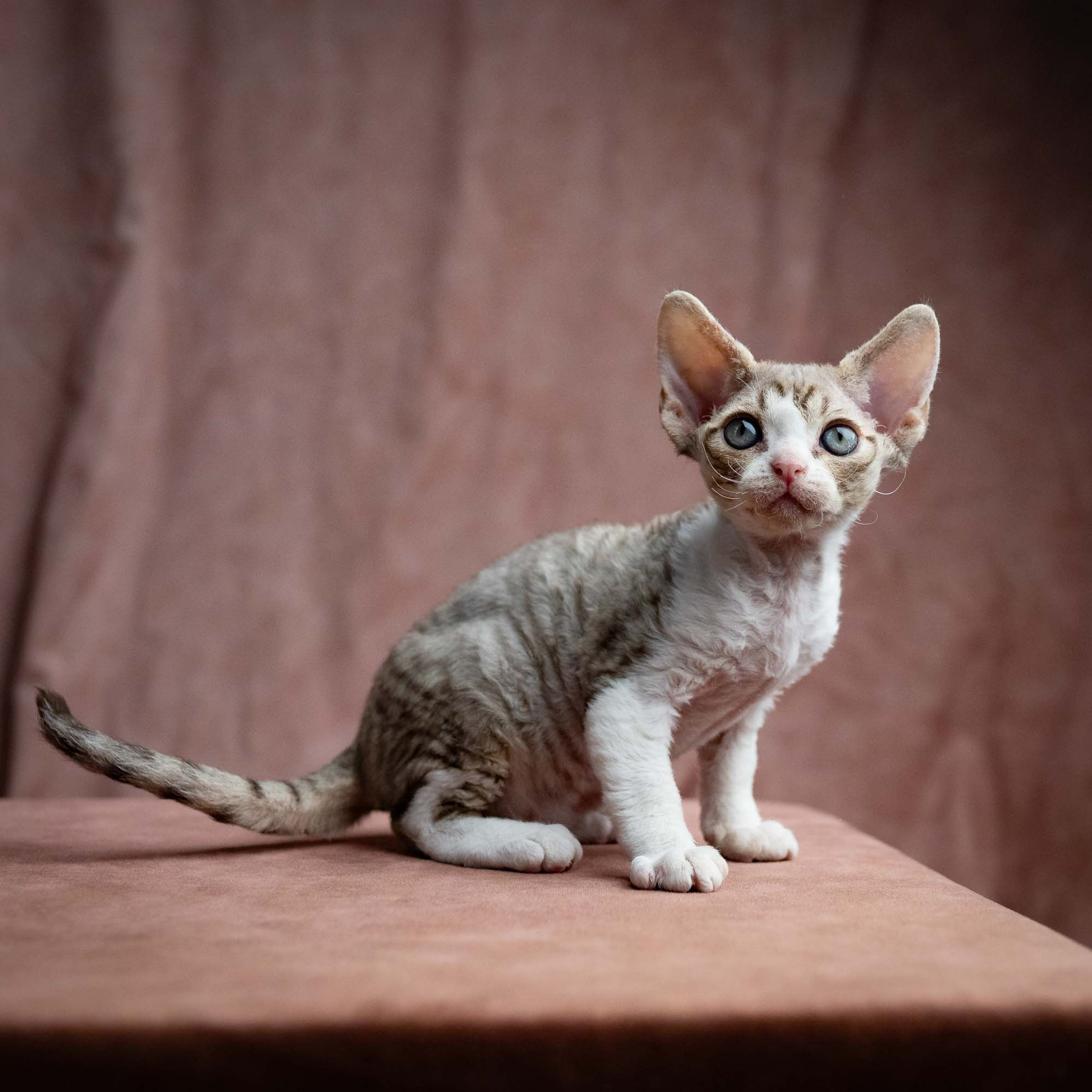 Reserve a kitten Sebastian, boy