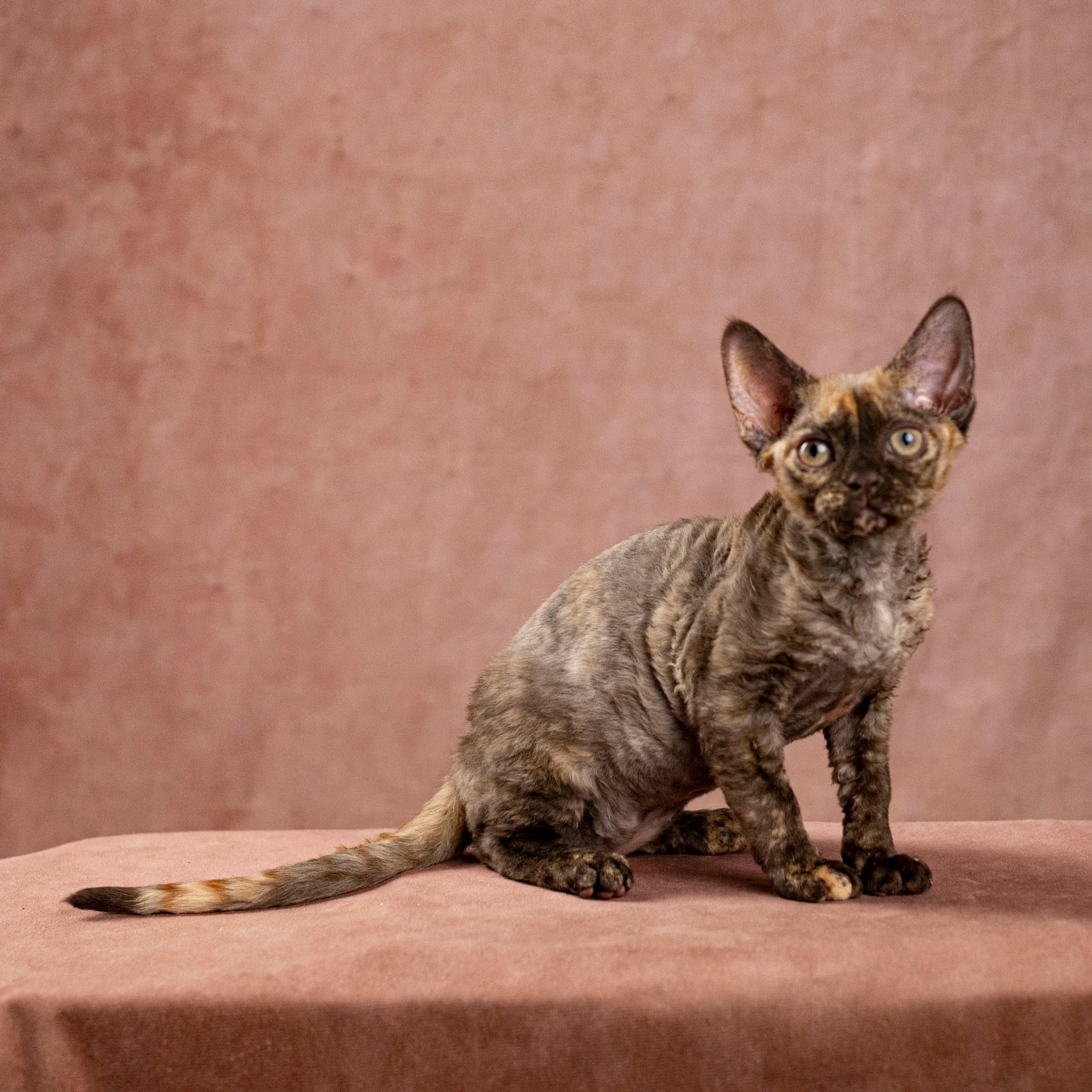 Cleo, girl, born on 11.23.23, SOLD. Devon Rex Pixie Cattery