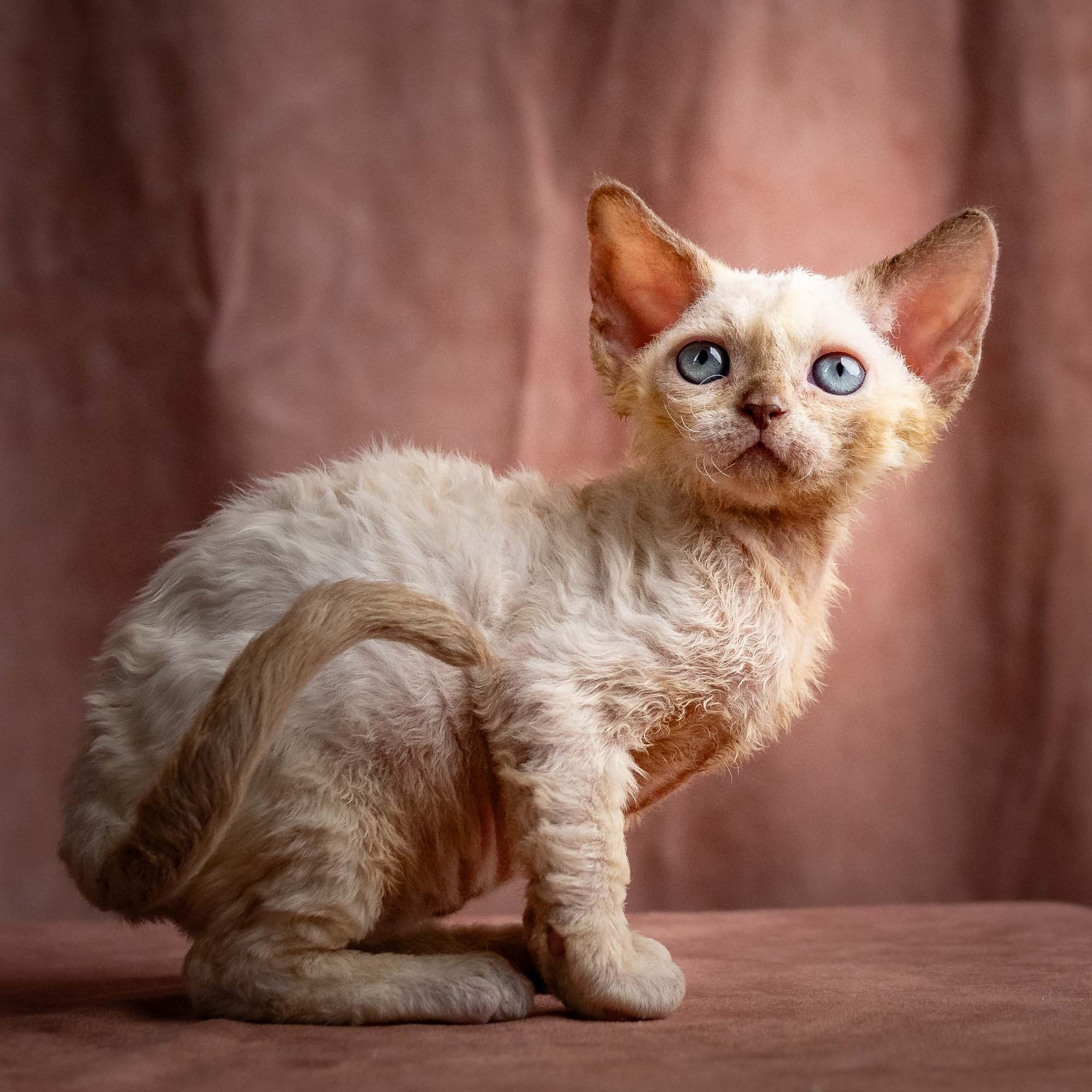 Reserve a kitten Rosalie,  girl
