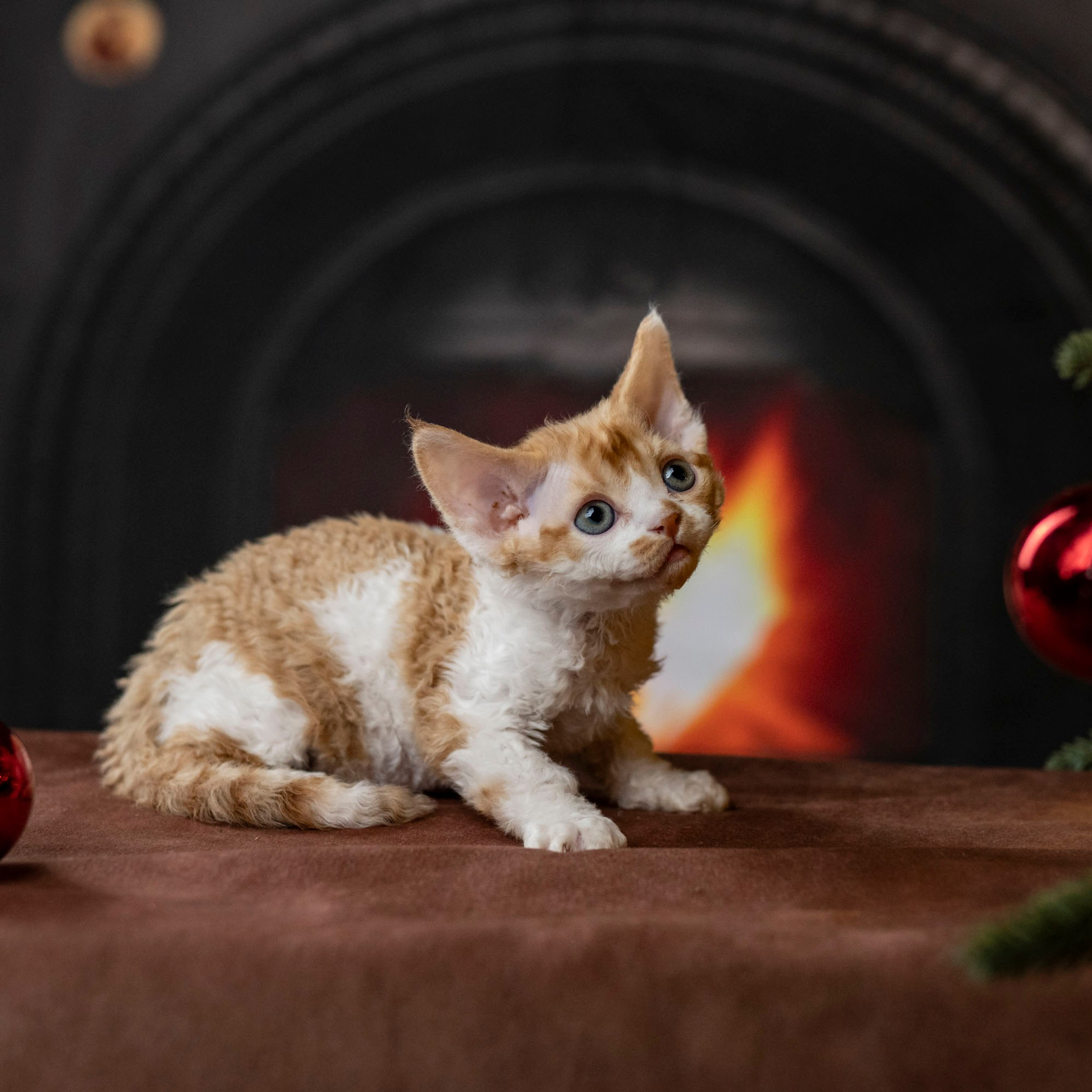 Chester, boy,  born on 11.23.23, SOLD. Devon Rex Pixie Cattery