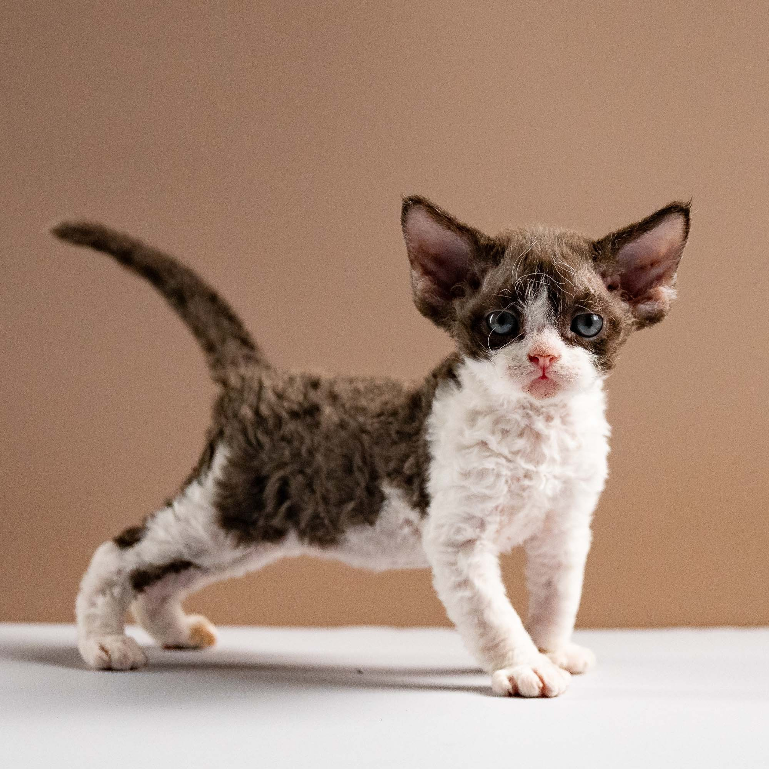 Reserve a kitten Pascal, boy