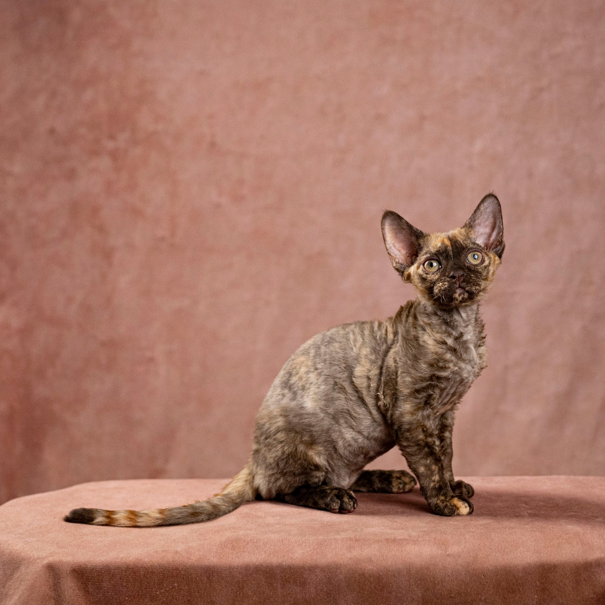 Cleo, girl, born on 11.23.23, SOLD. Devon Rex Pixie Cattery