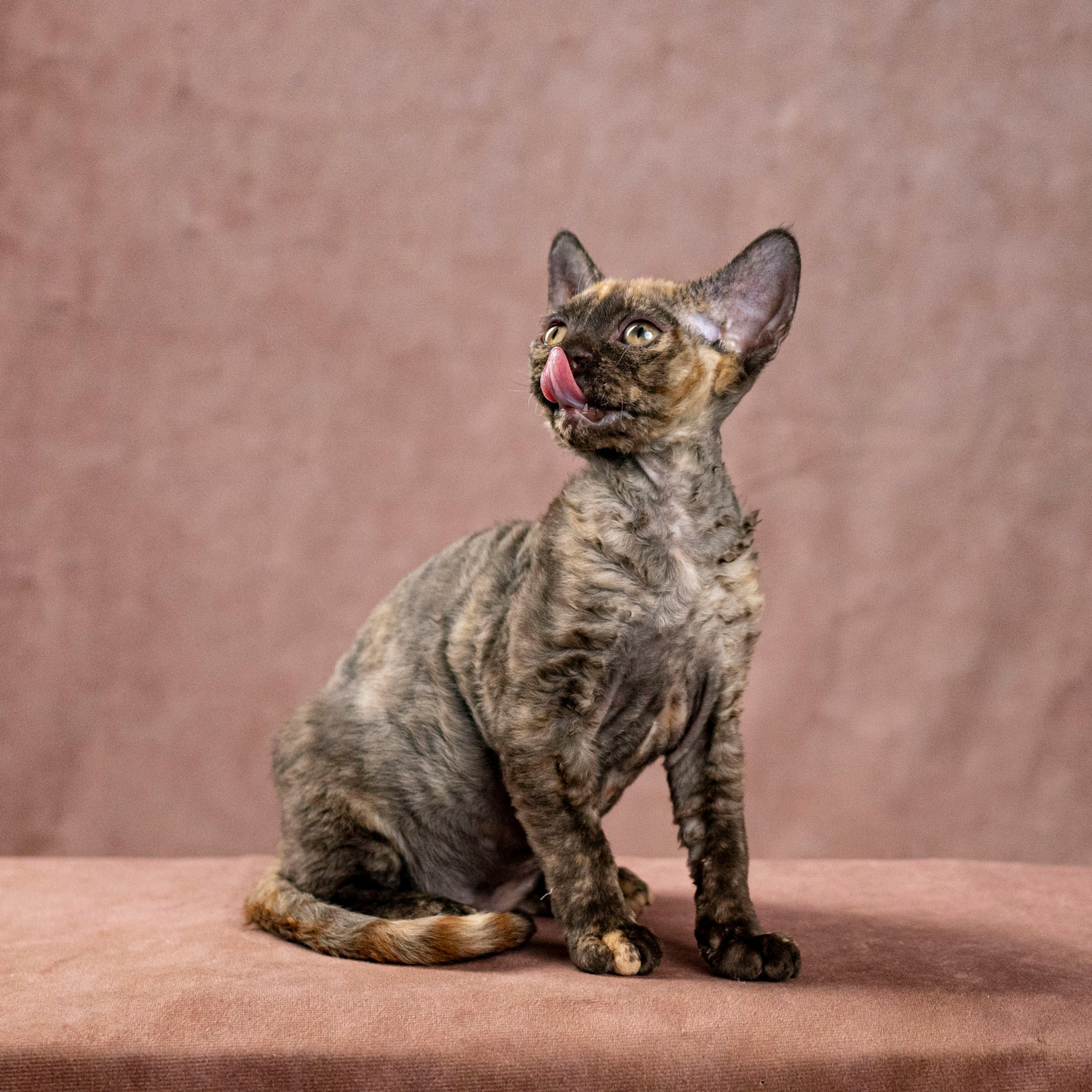 Cleo, girl, born on 11.23.23, SOLD. Devon Rex Pixie Cattery
