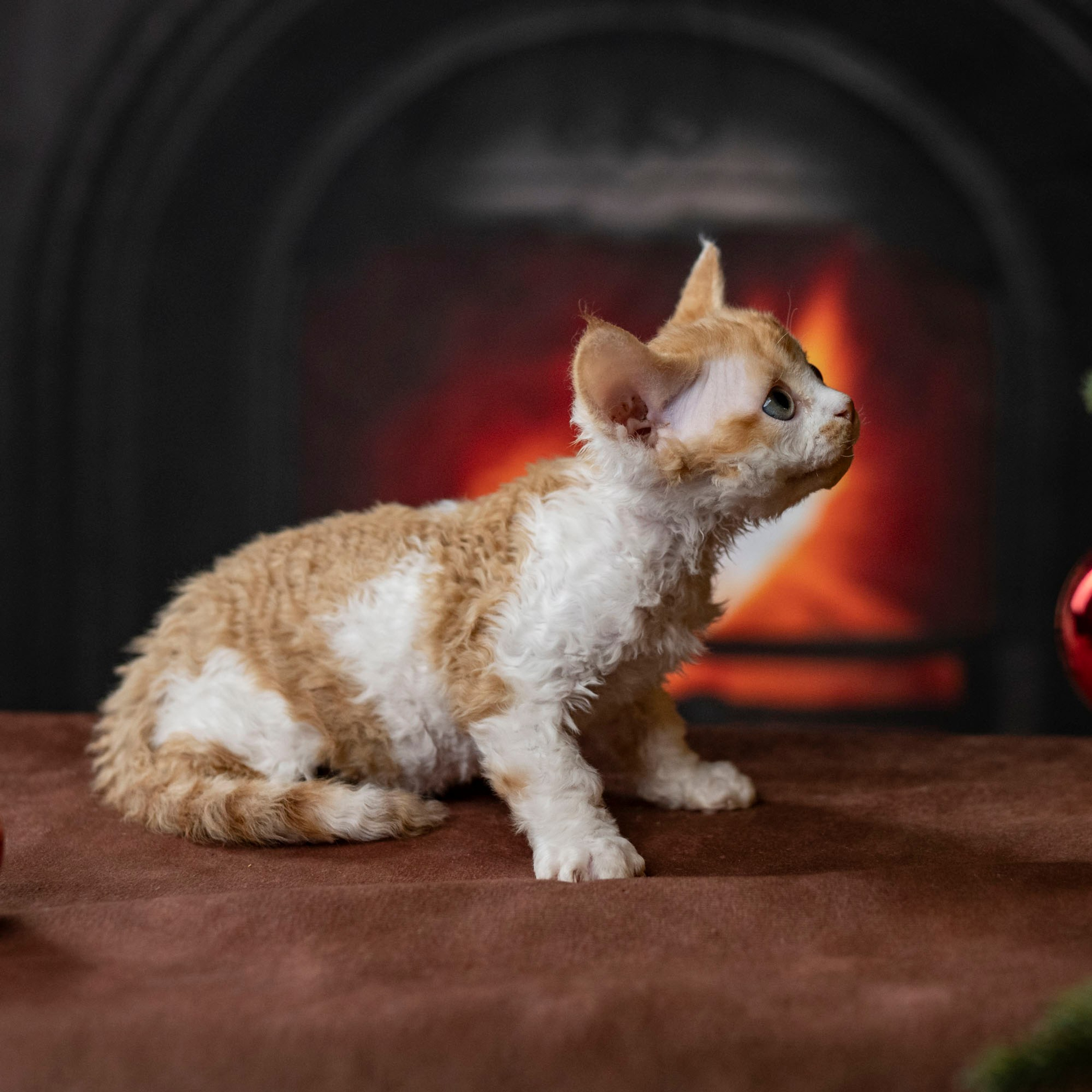 Chester, boy,  born on 11.23.23, SOLD. Devon Rex Pixie Cattery